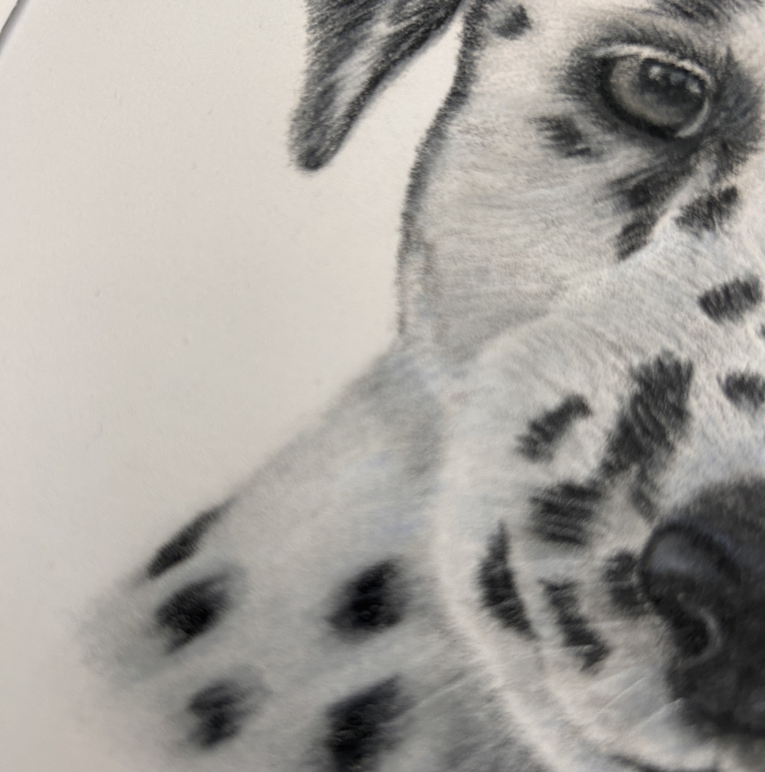Dalmatian Puppy