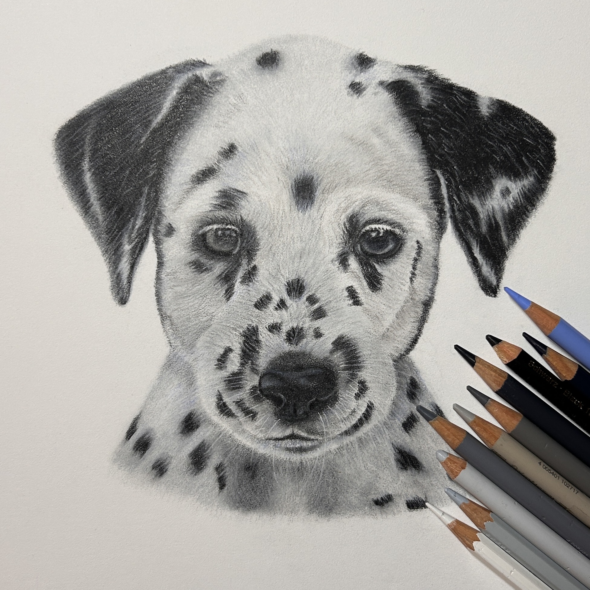 Dalmatian Puppy