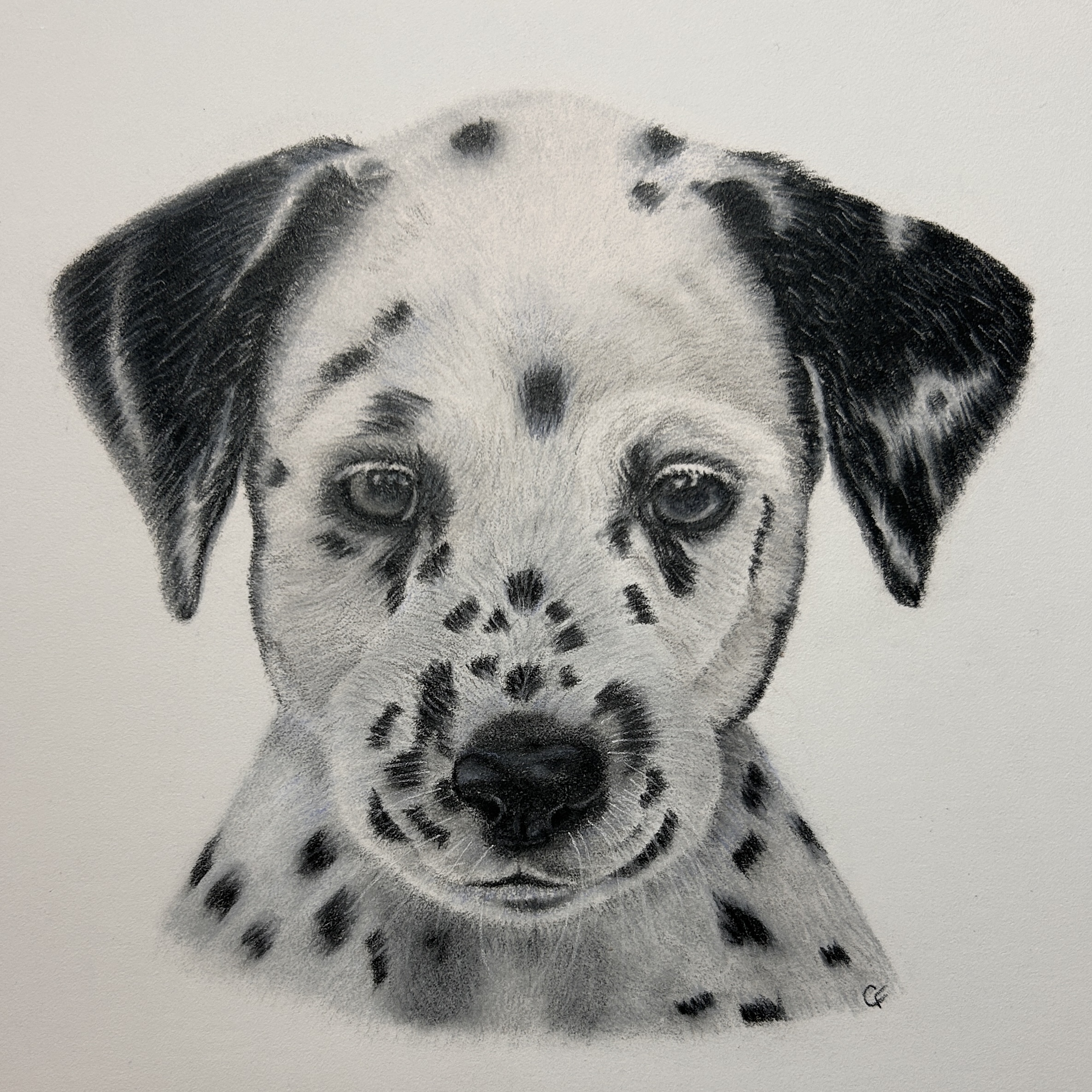Dalmatian Puppy