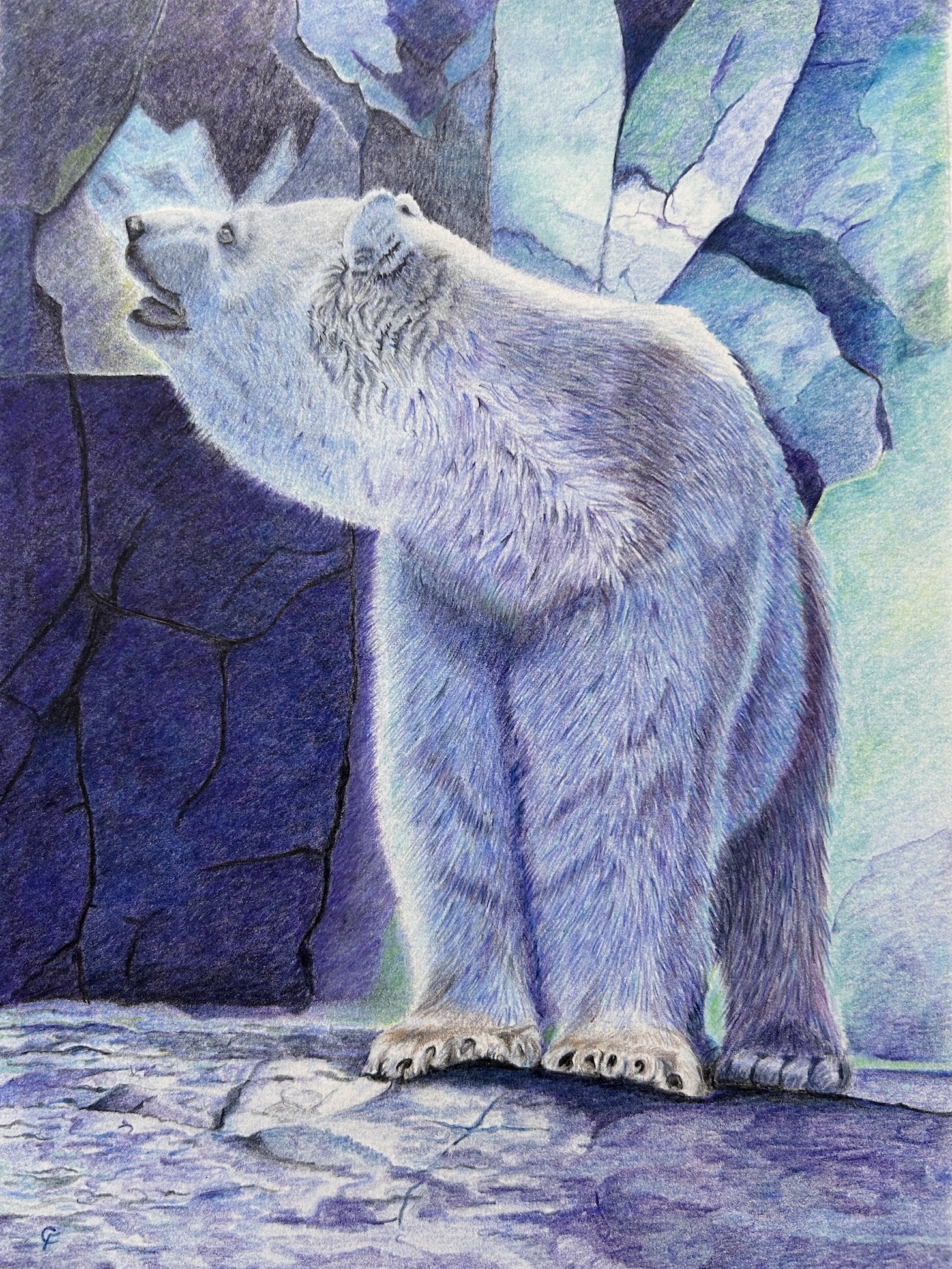 Polar Bear