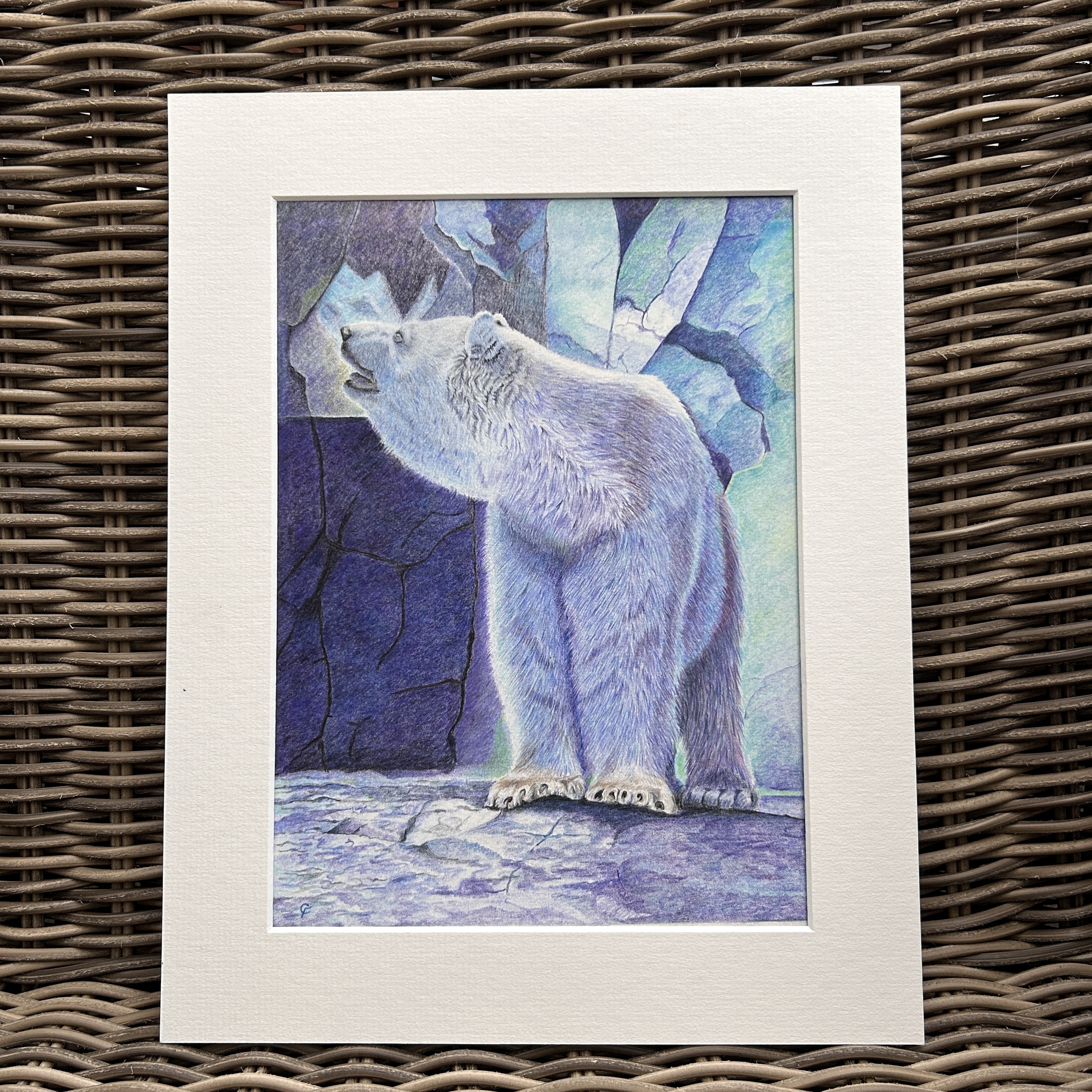 Polar Bear