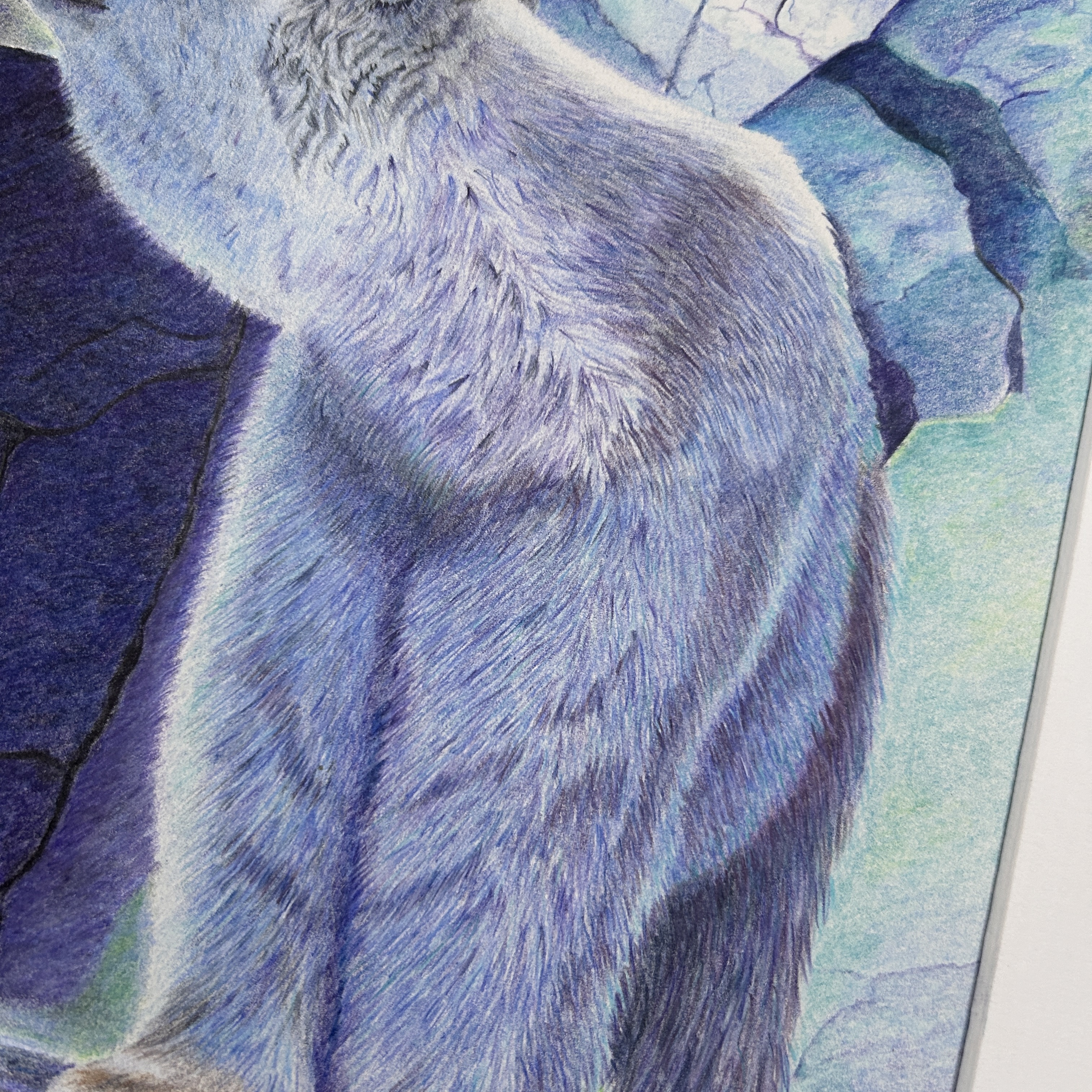 Polar Bear