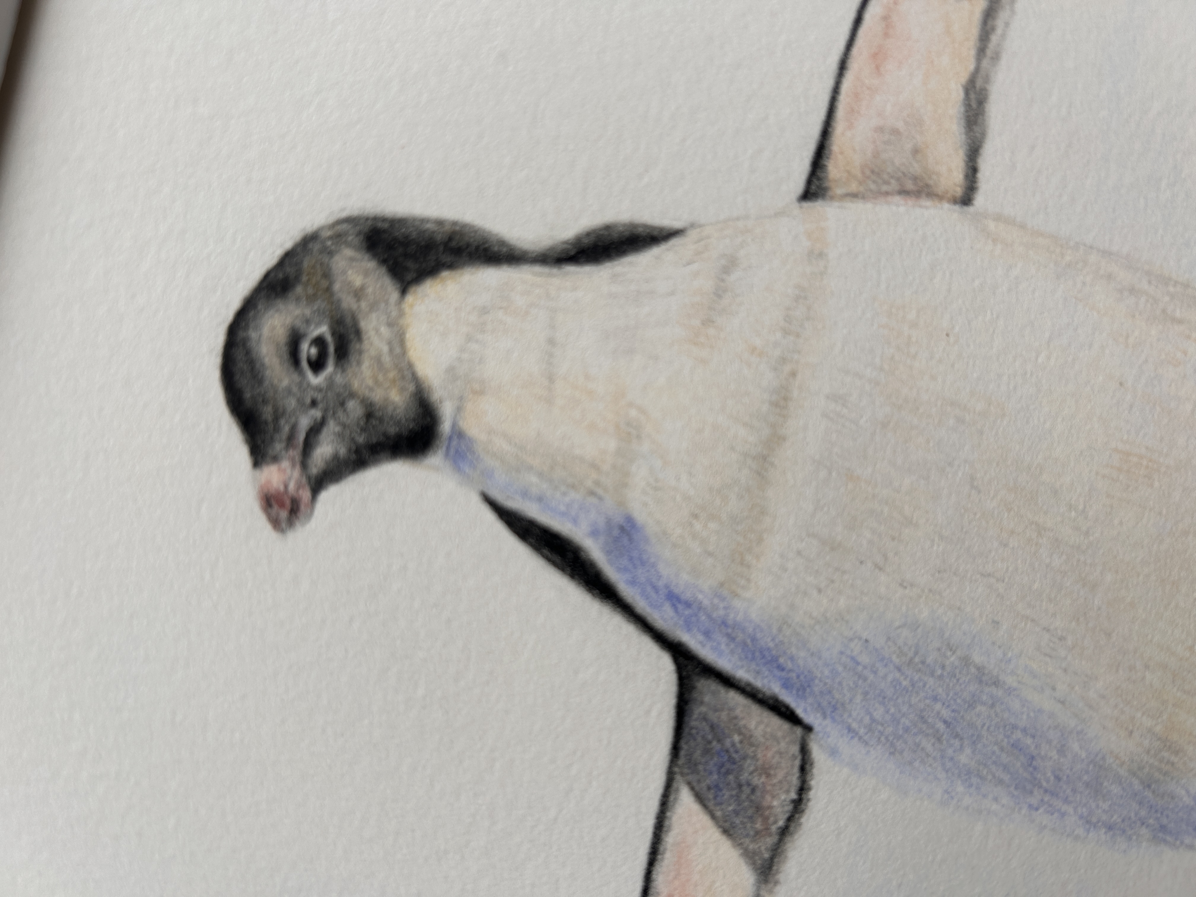Percy Penguin