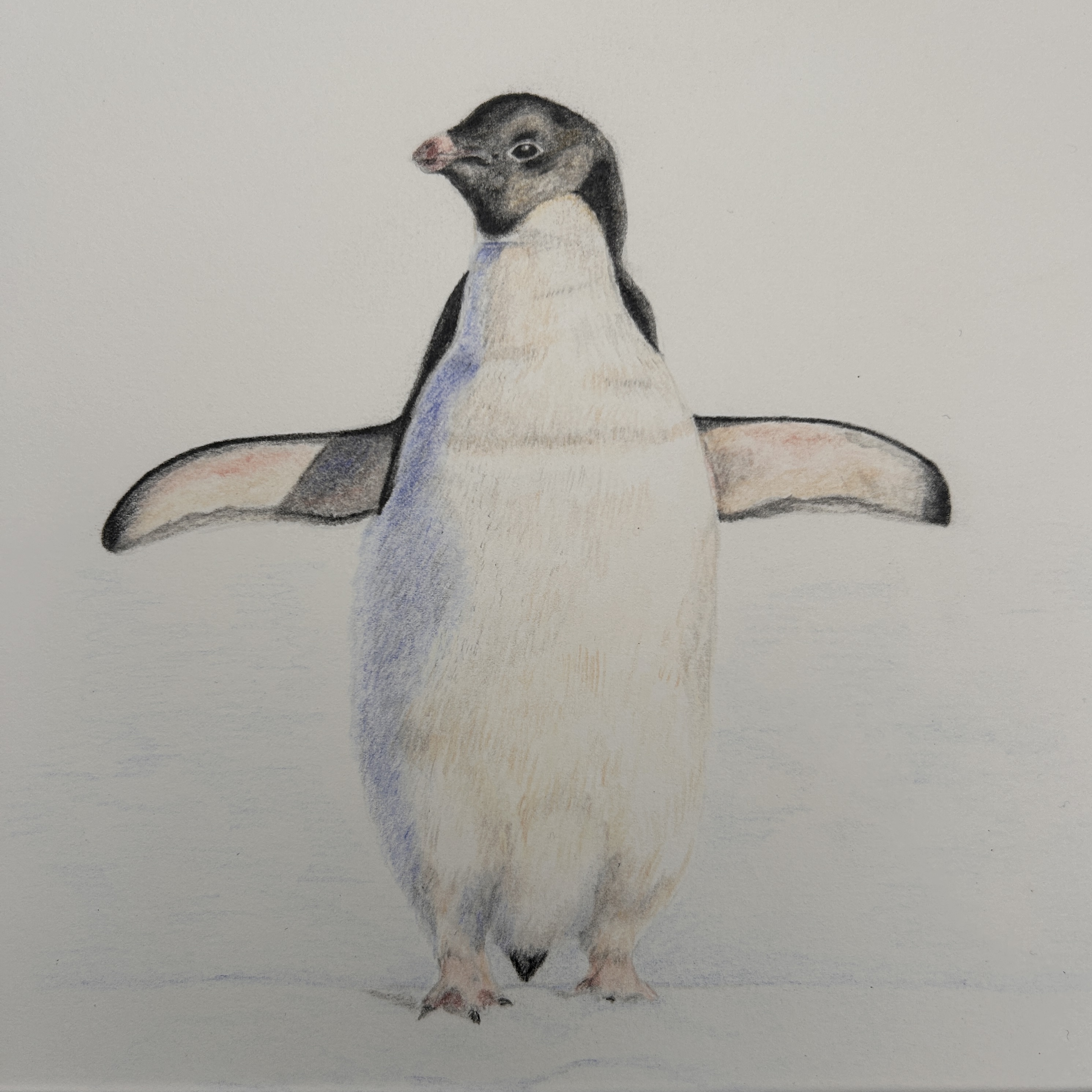 Percy Penguin