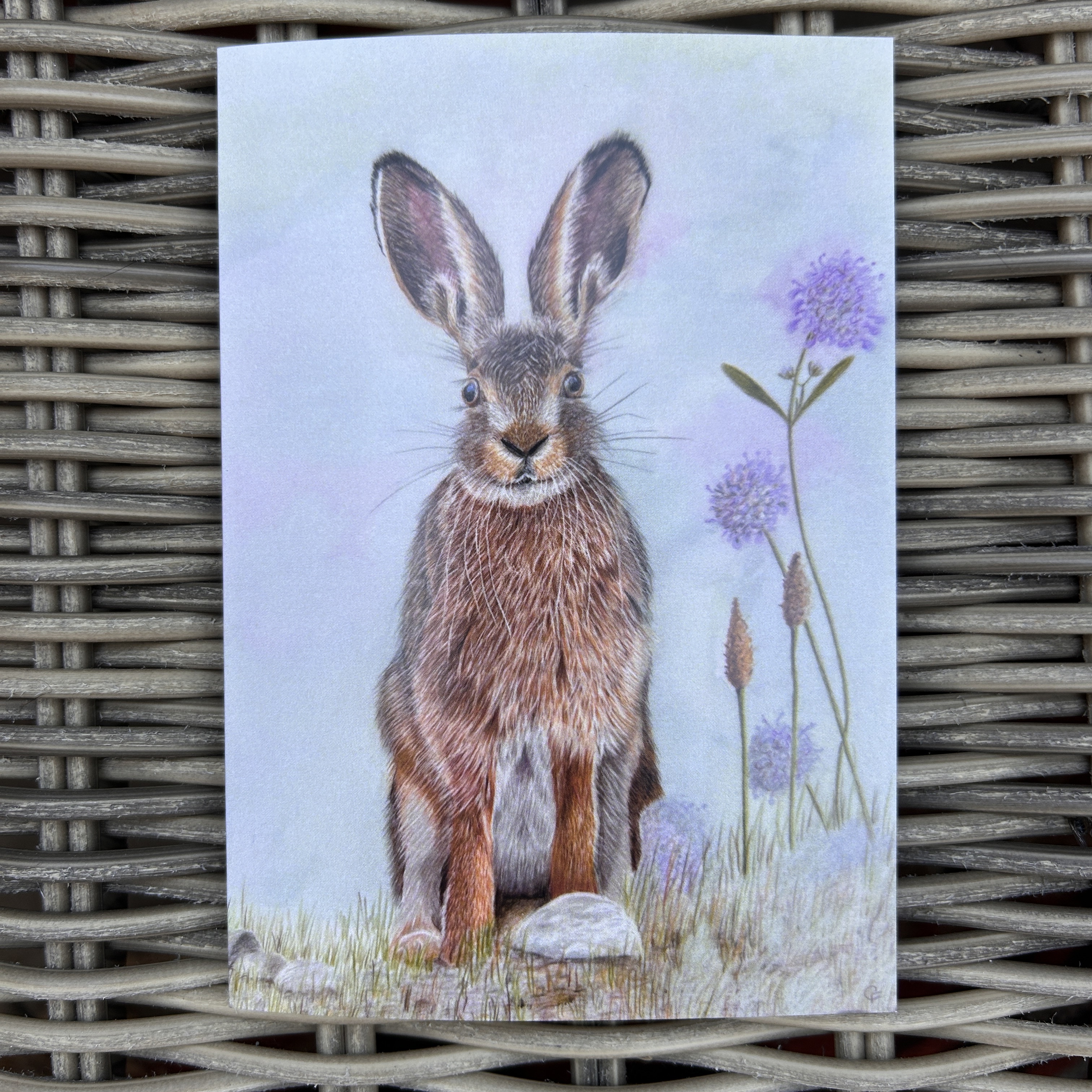 Summer Hare