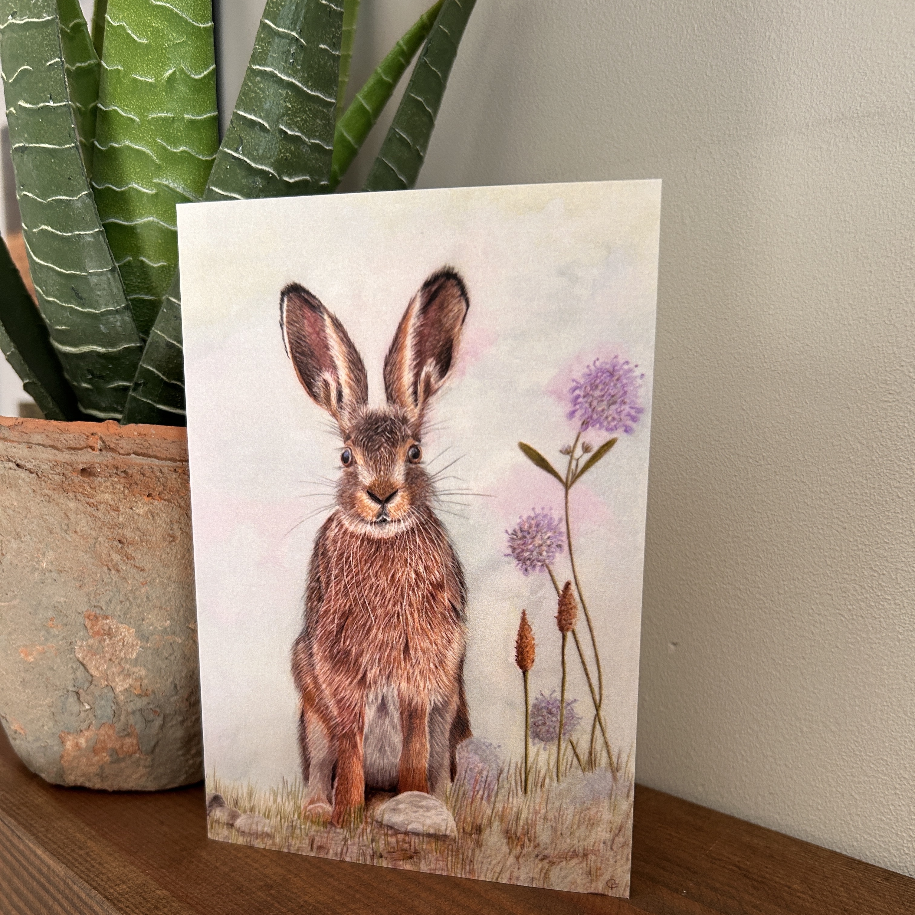 Summer Hare