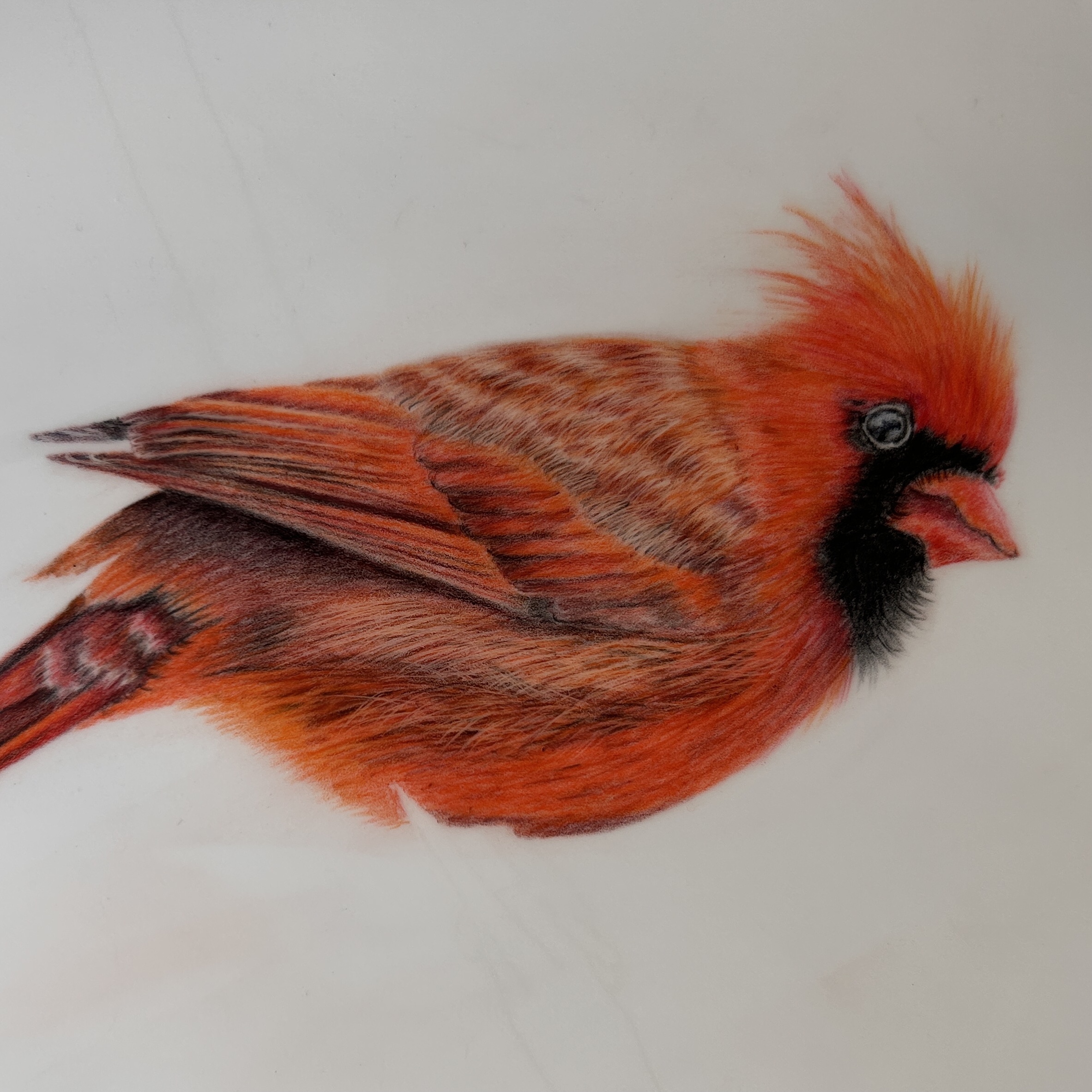 Red Cardinal