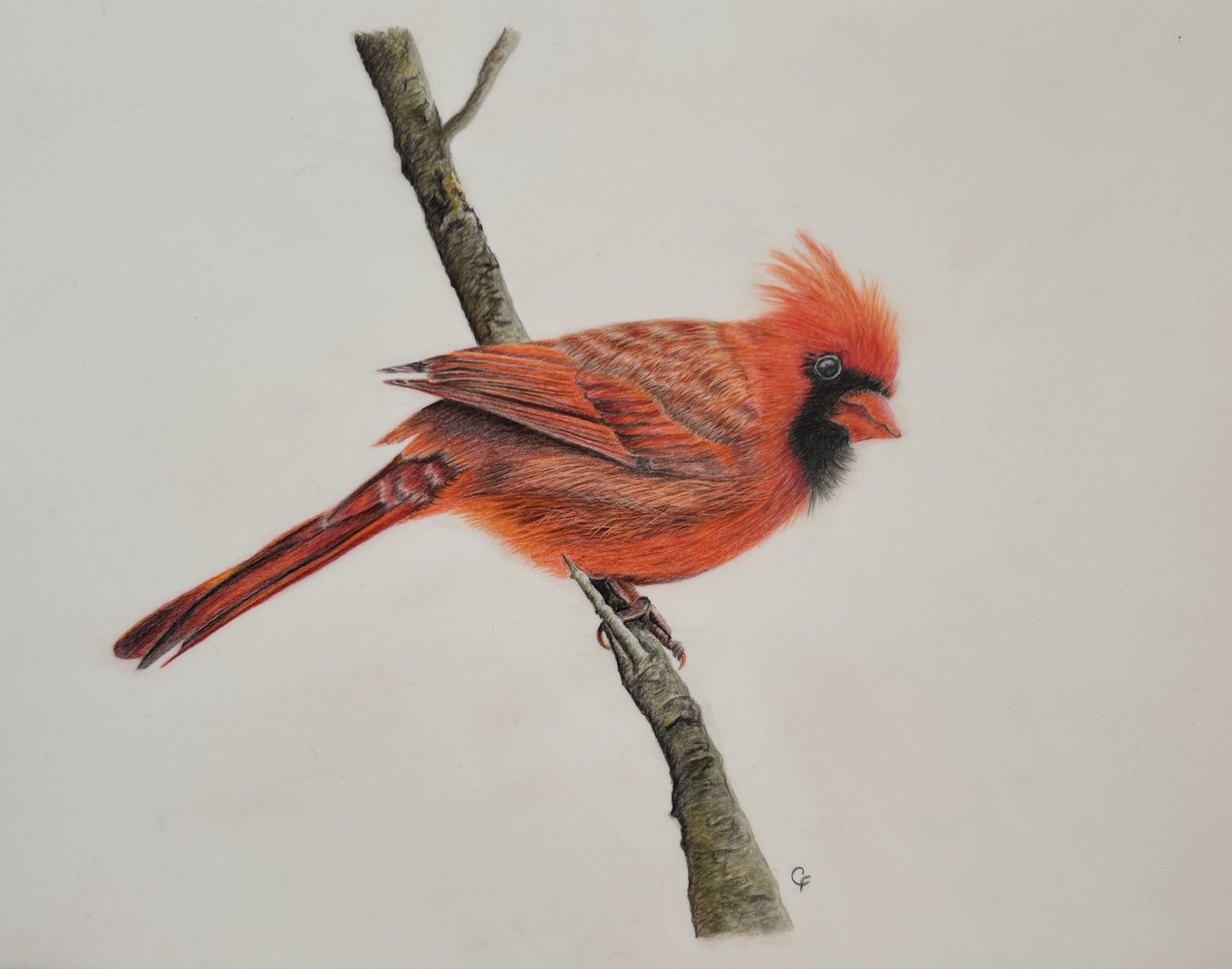 Red Cardinal