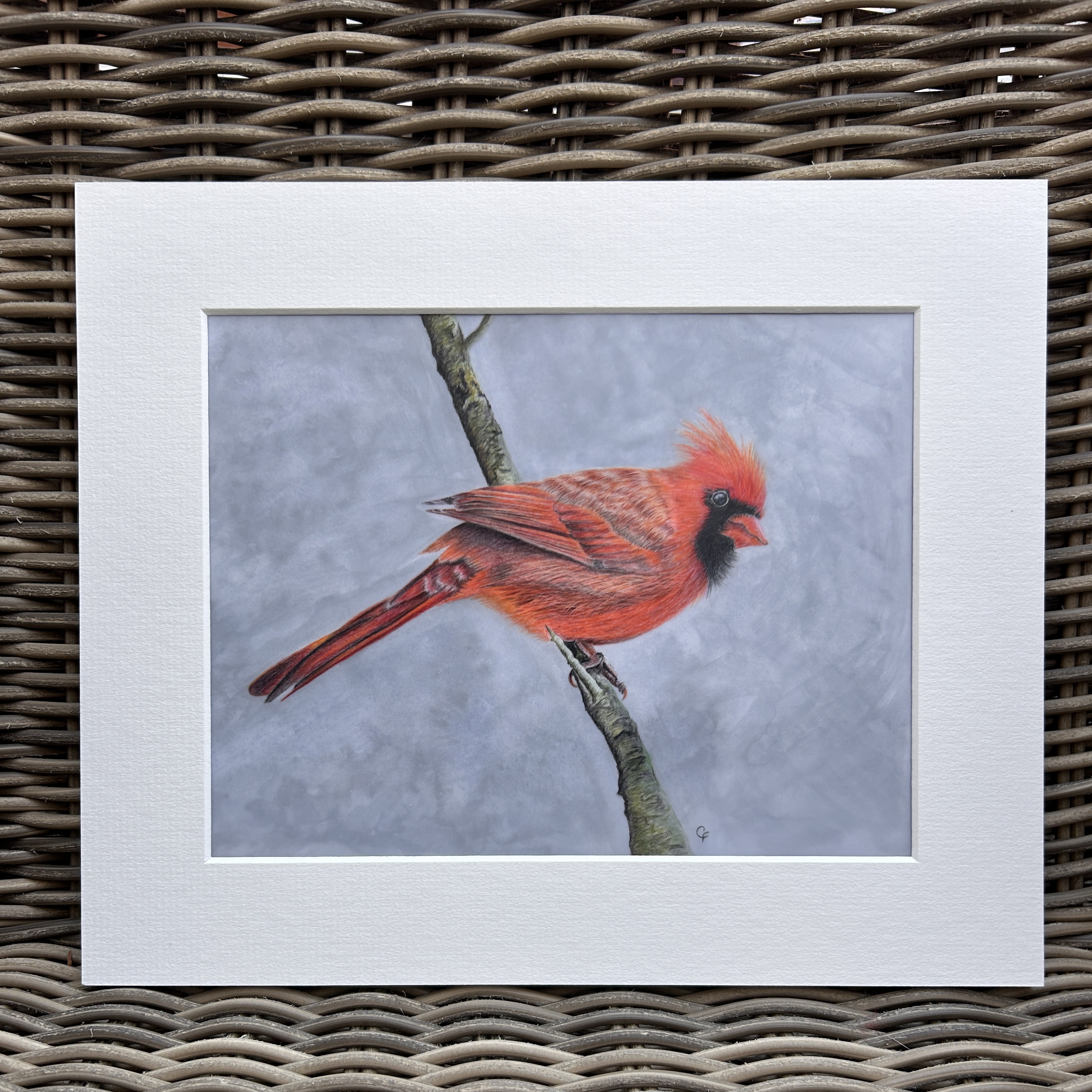 Red Cardinal