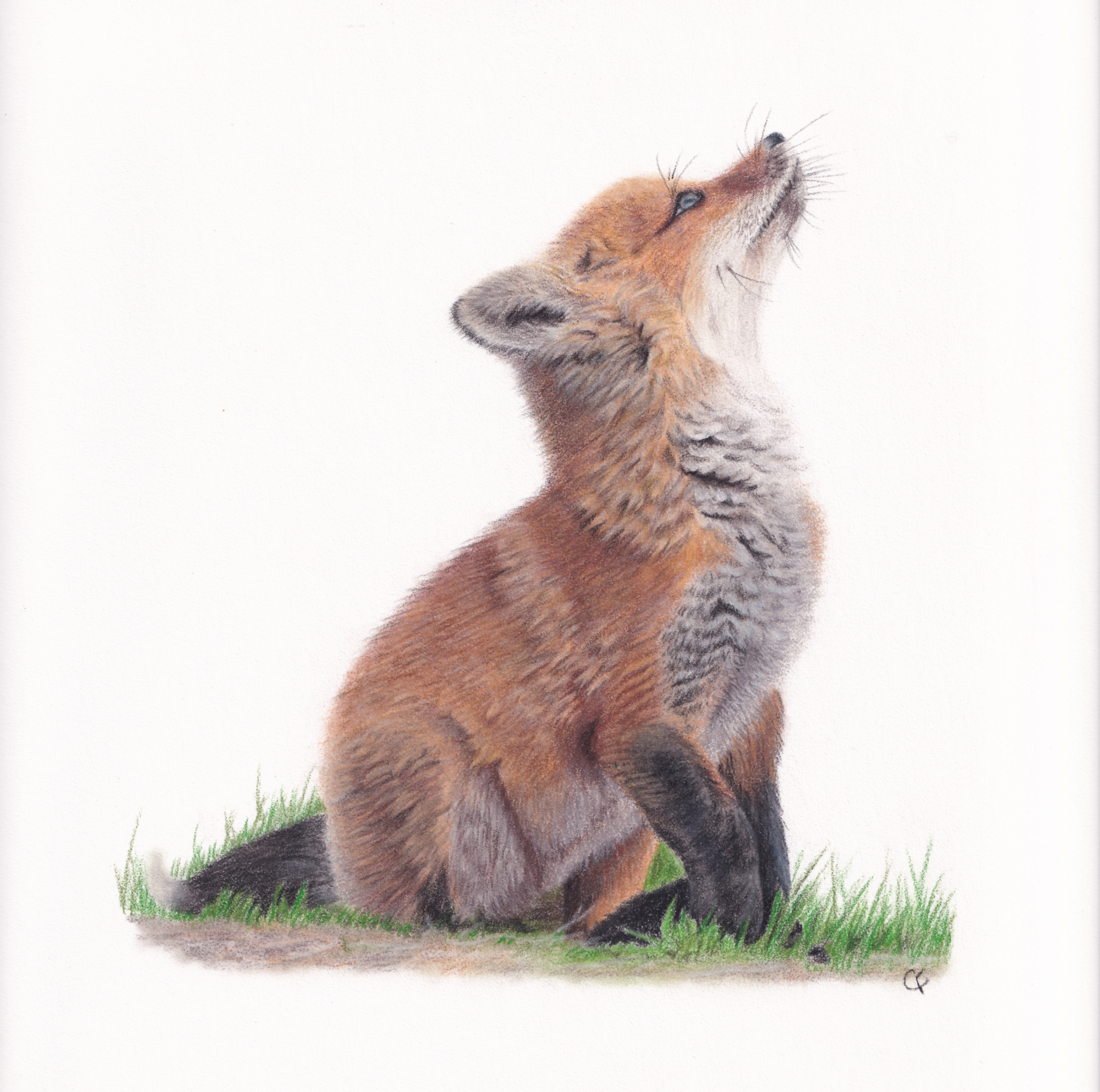 Fluffy Fox Cub