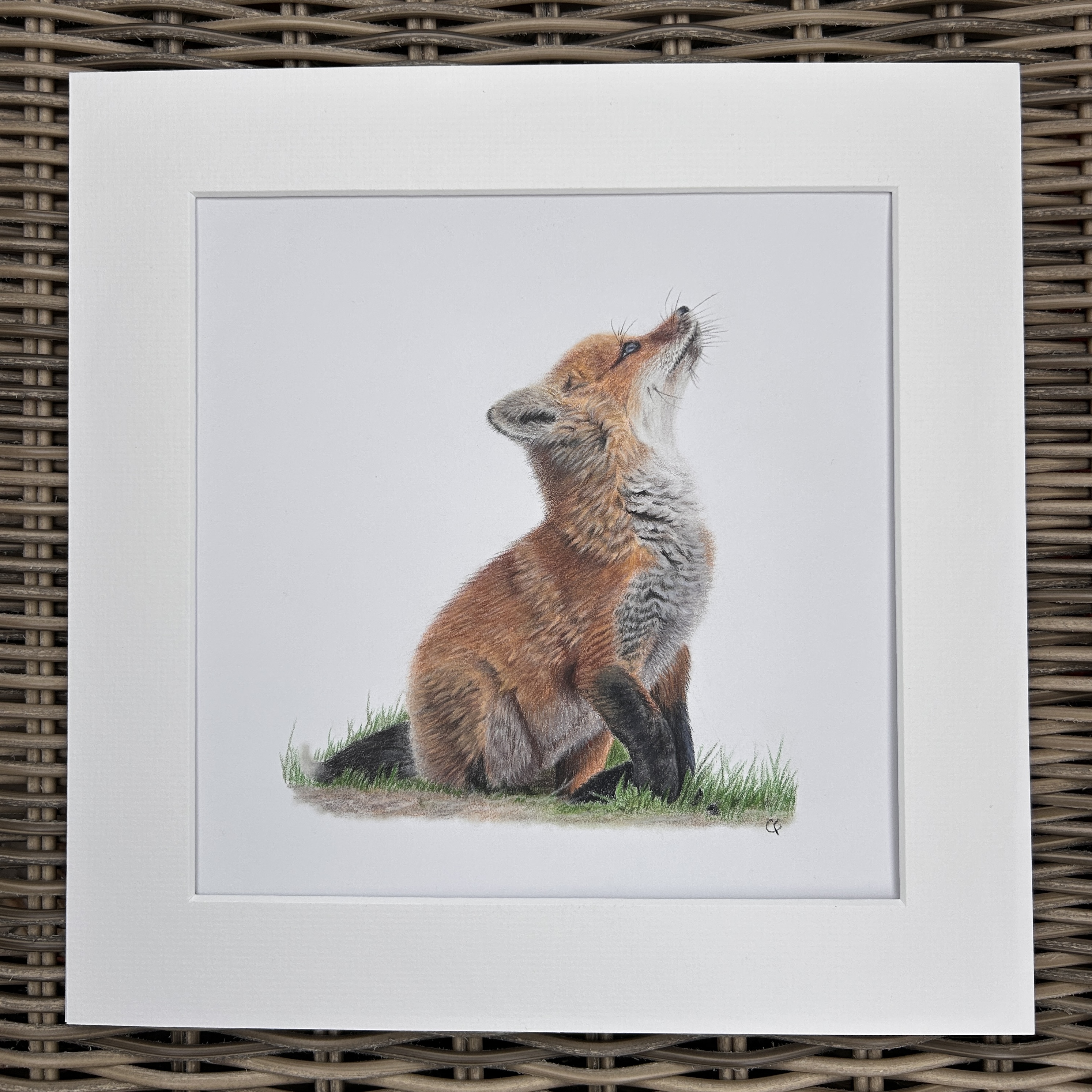 Fluffy Fox Cub