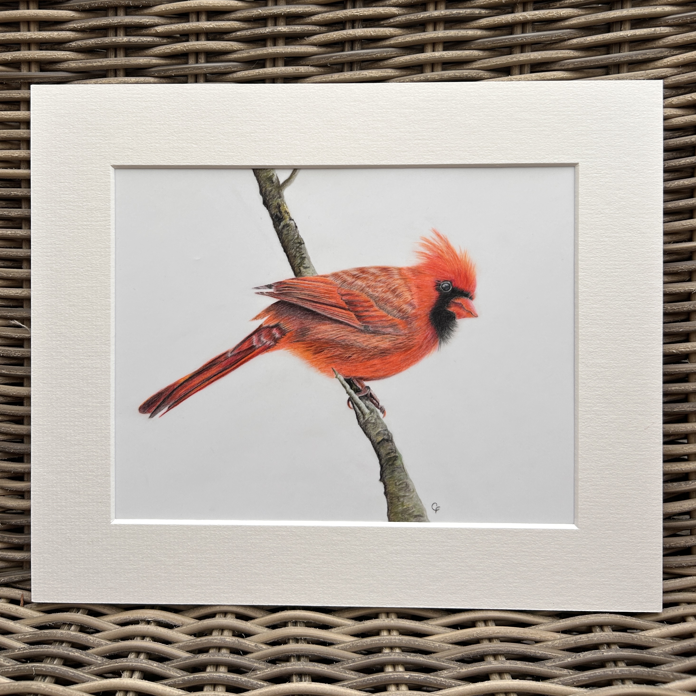 Red Cardinal