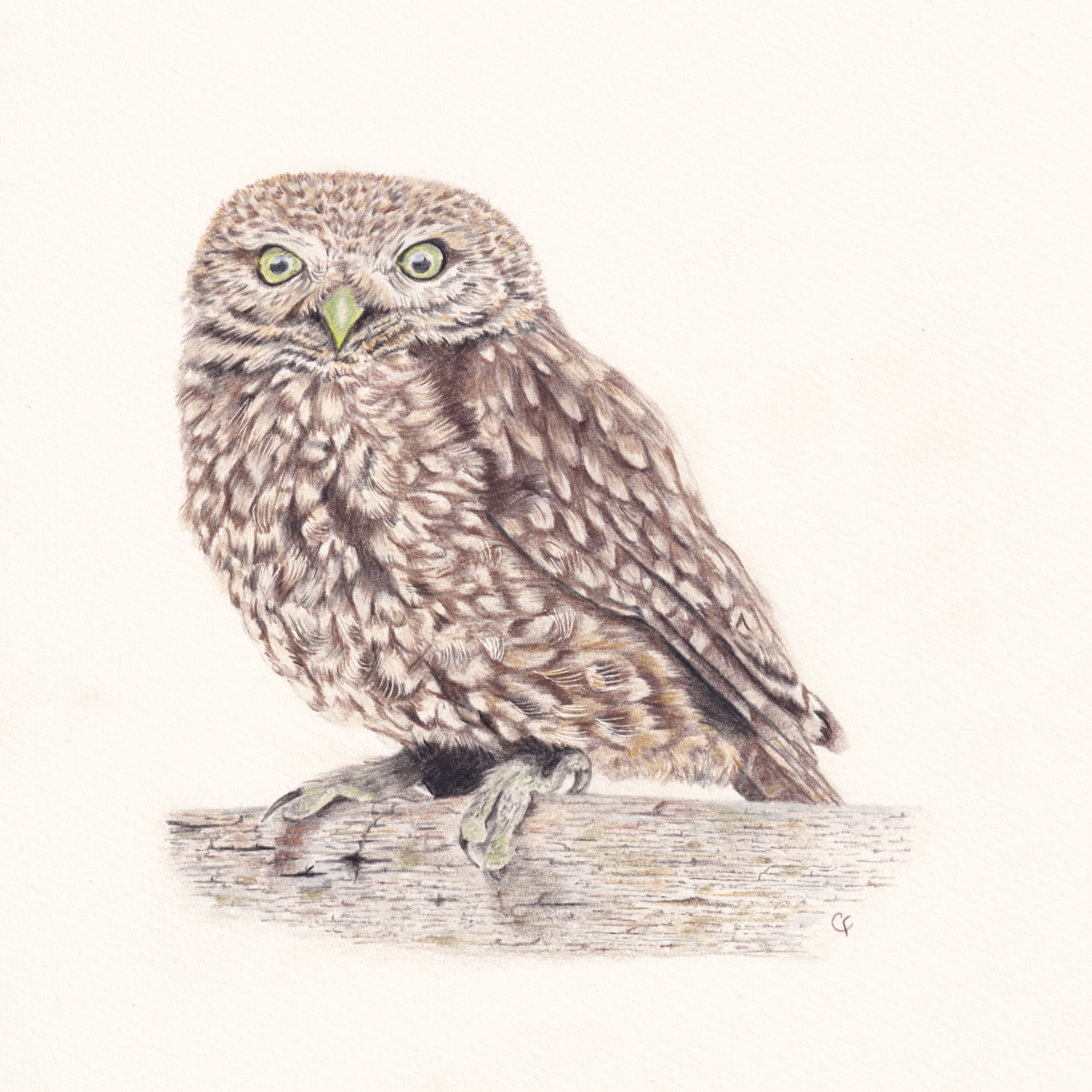 Ollie the Little Owl