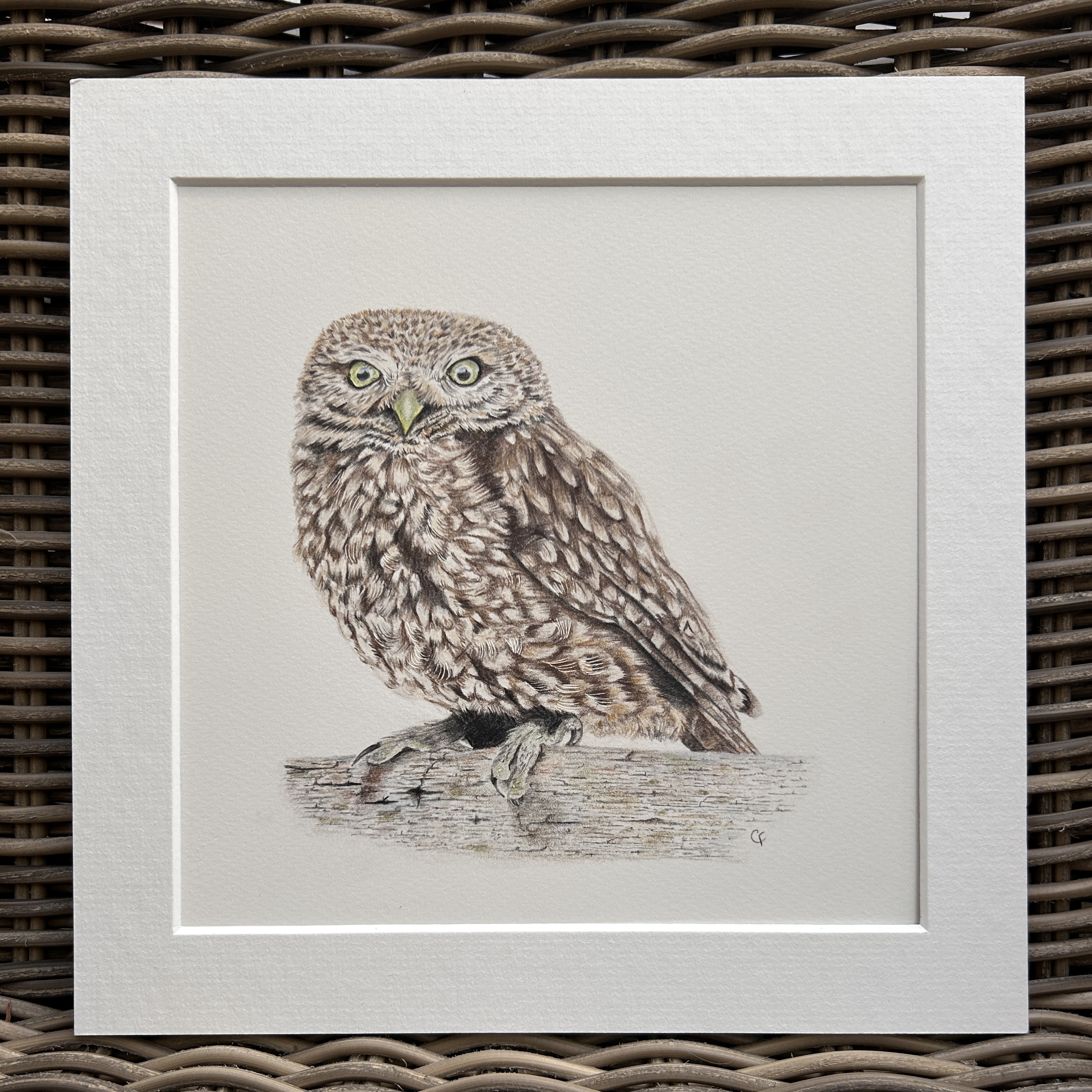Ollie the Little Owl