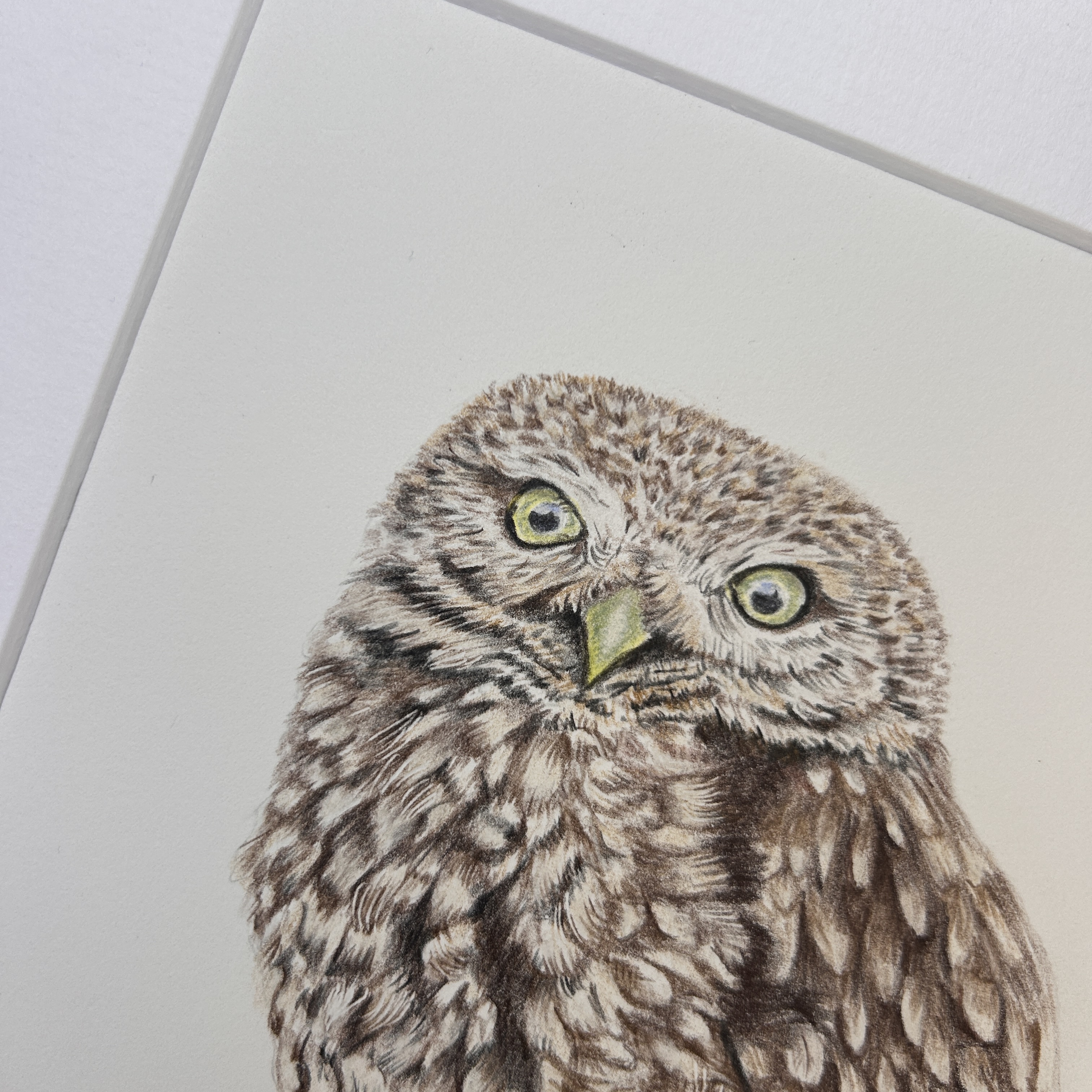 Ollie the Little Owl
