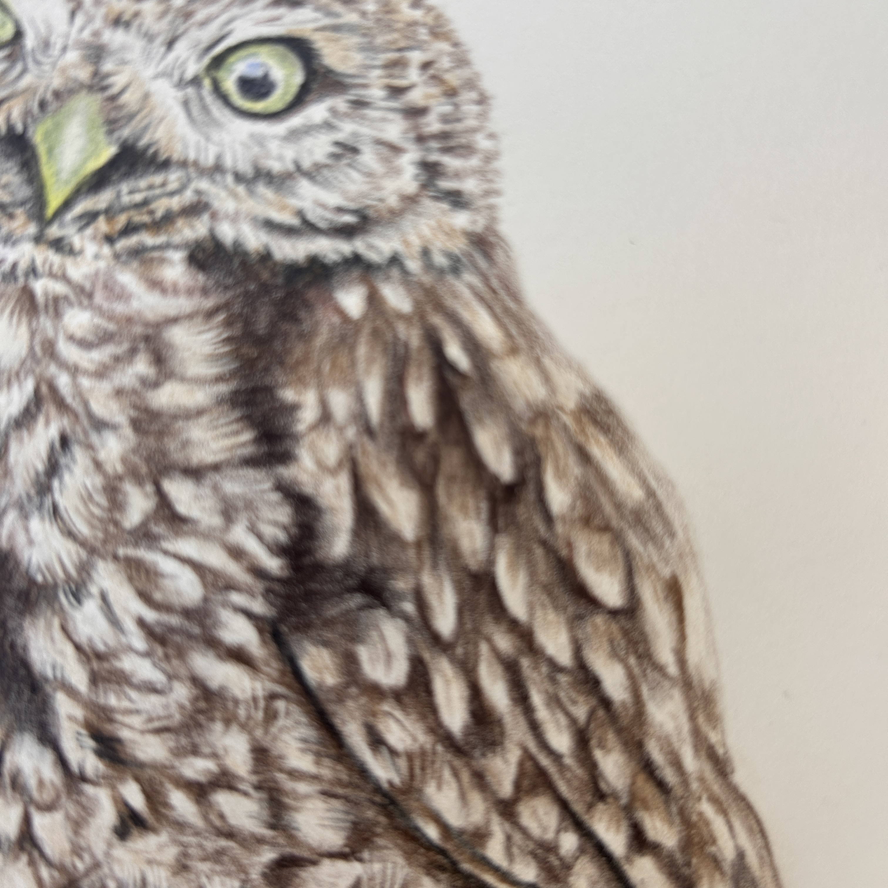 Ollie the Little Owl