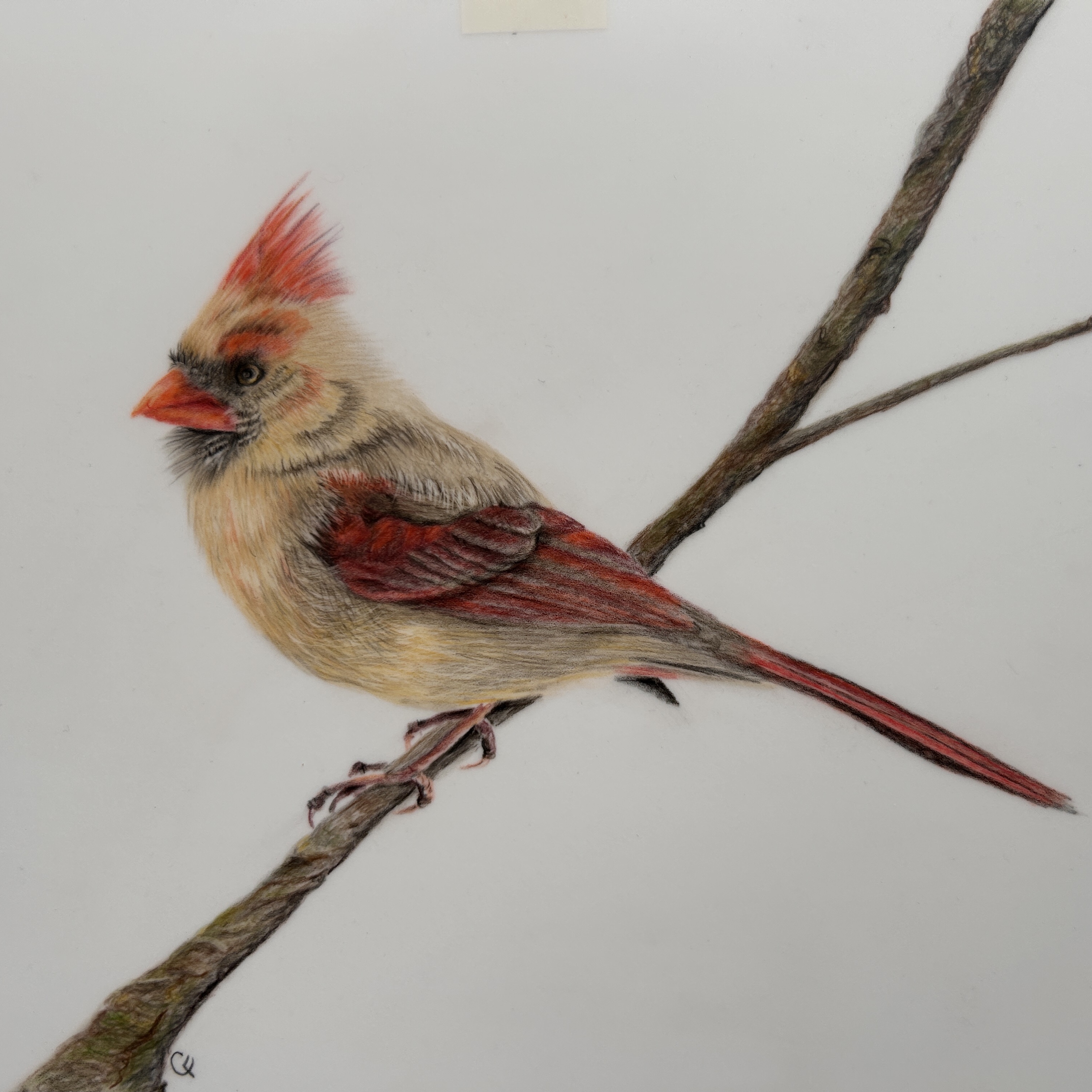 Female Red Cardinal