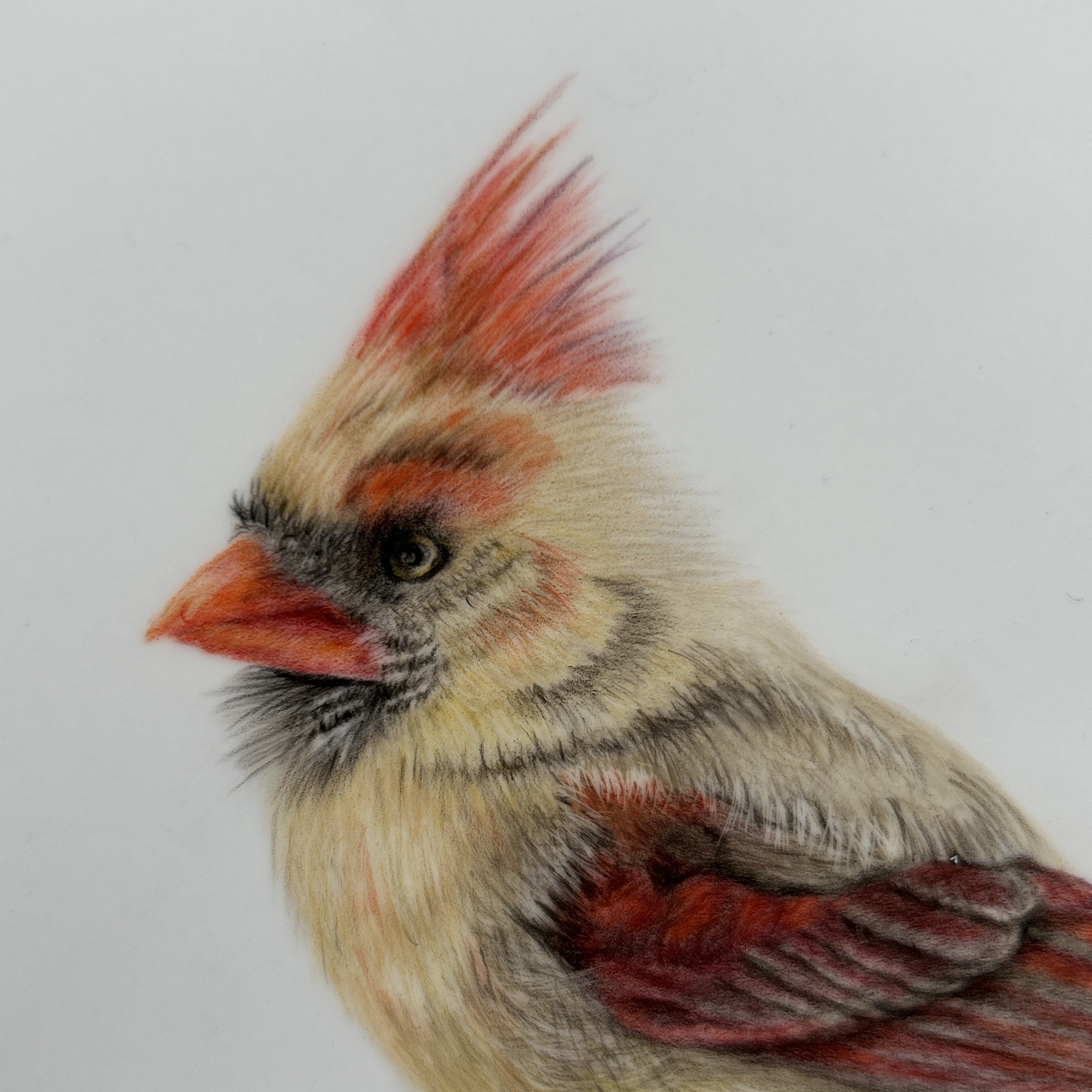 Female Red Cardinal