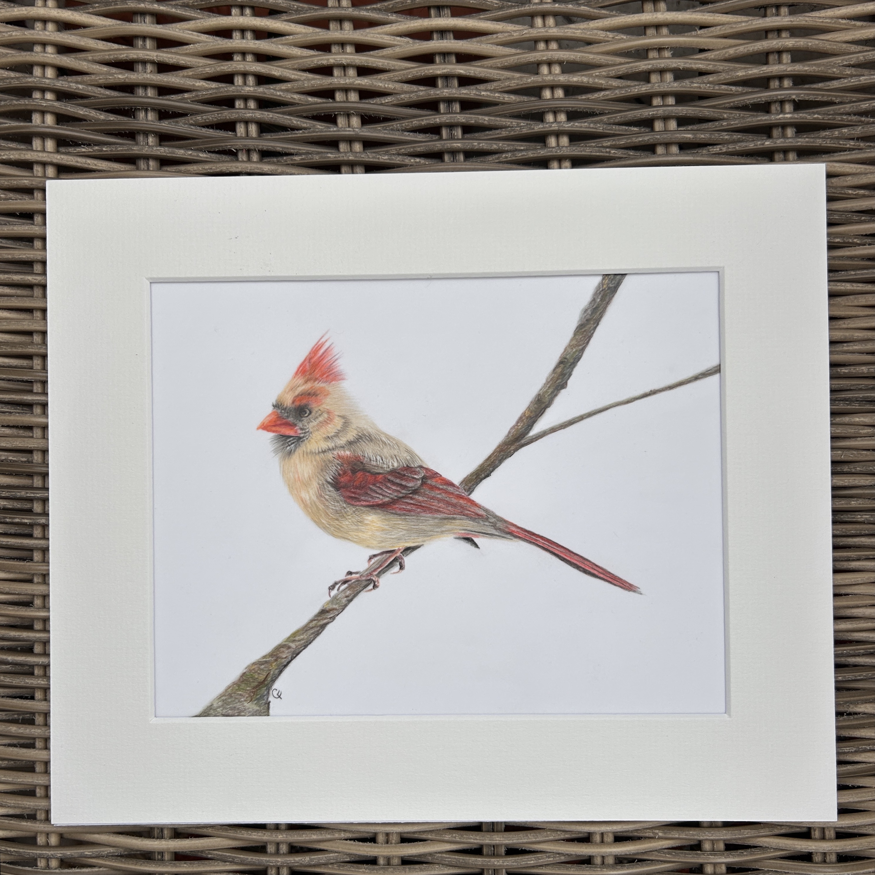 Female Red Cardinal