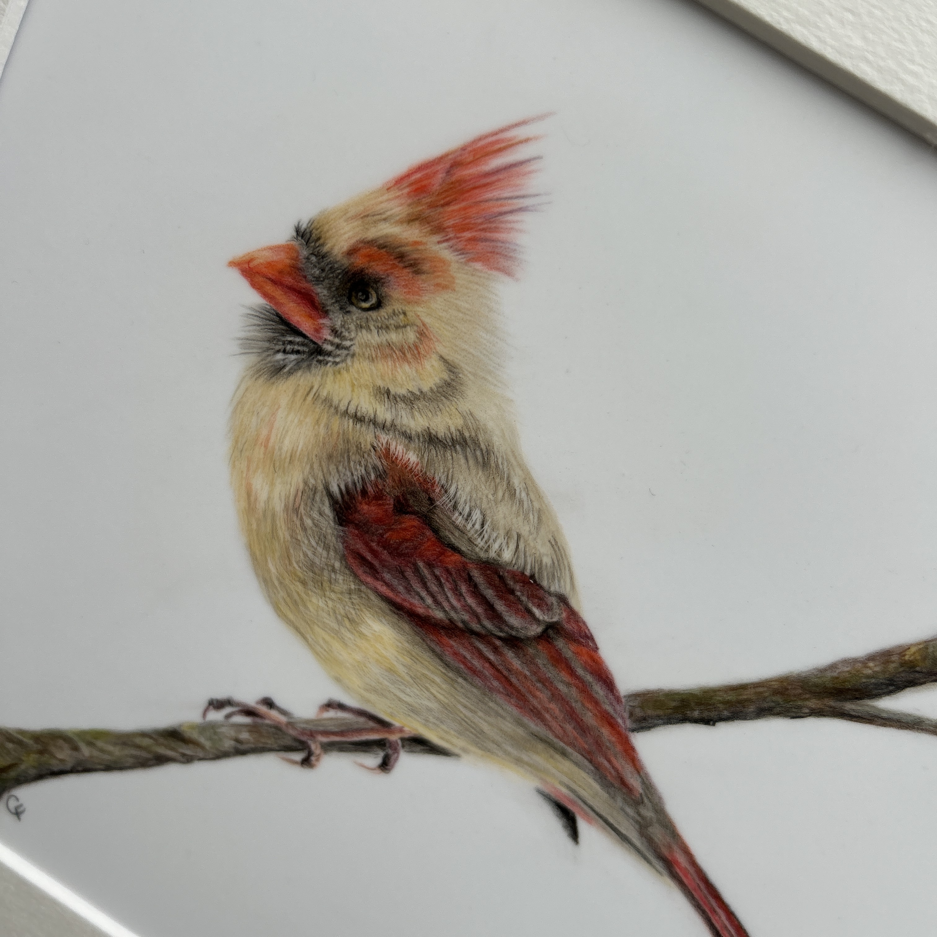 Female Red Cardinal