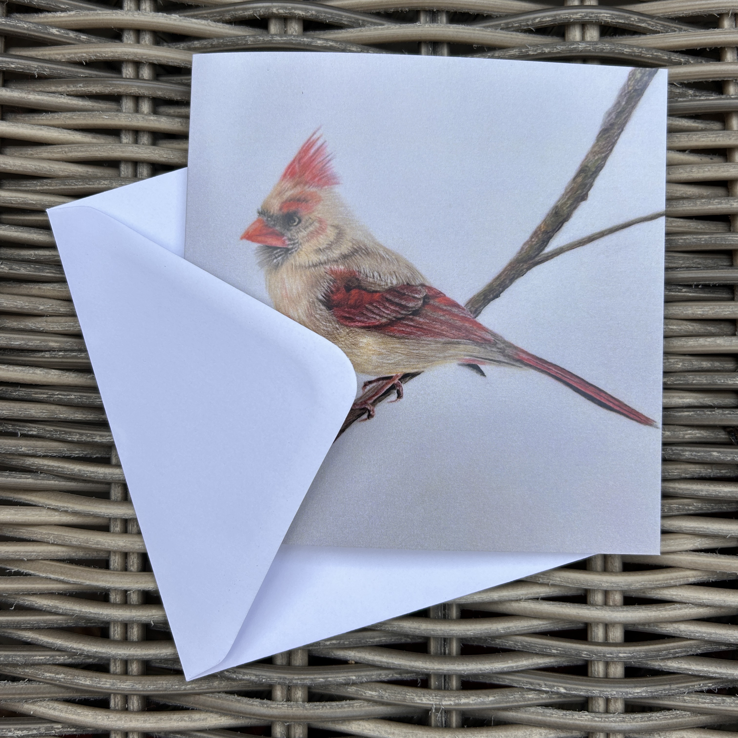 Female Red Cardinal