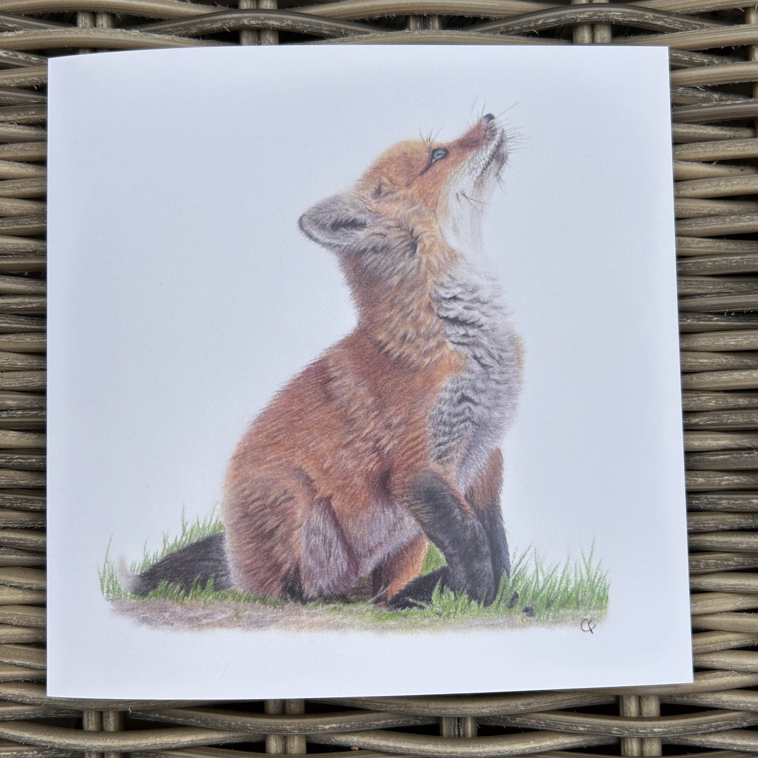 Fluffy Fox Cub