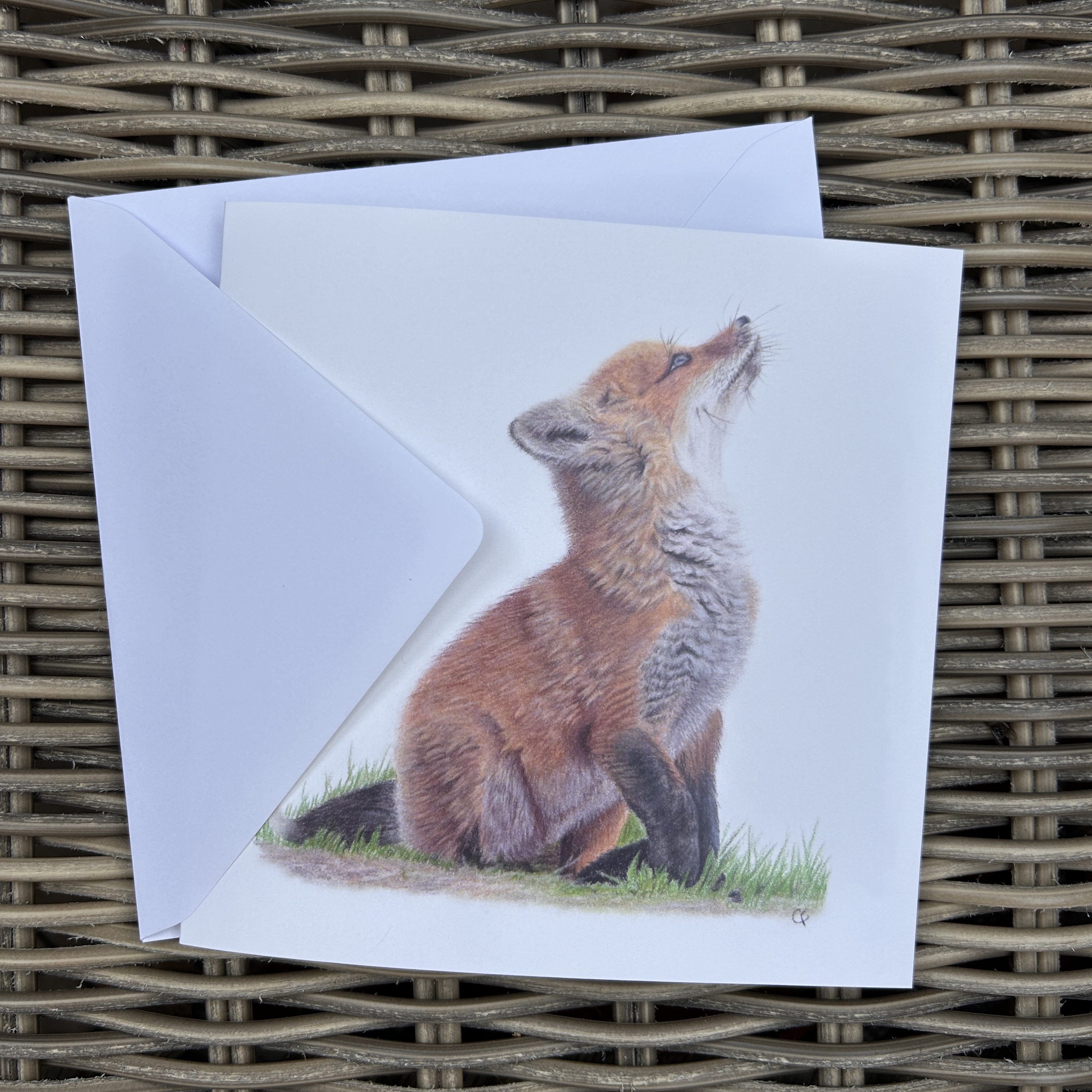 Fluffy Fox Cub