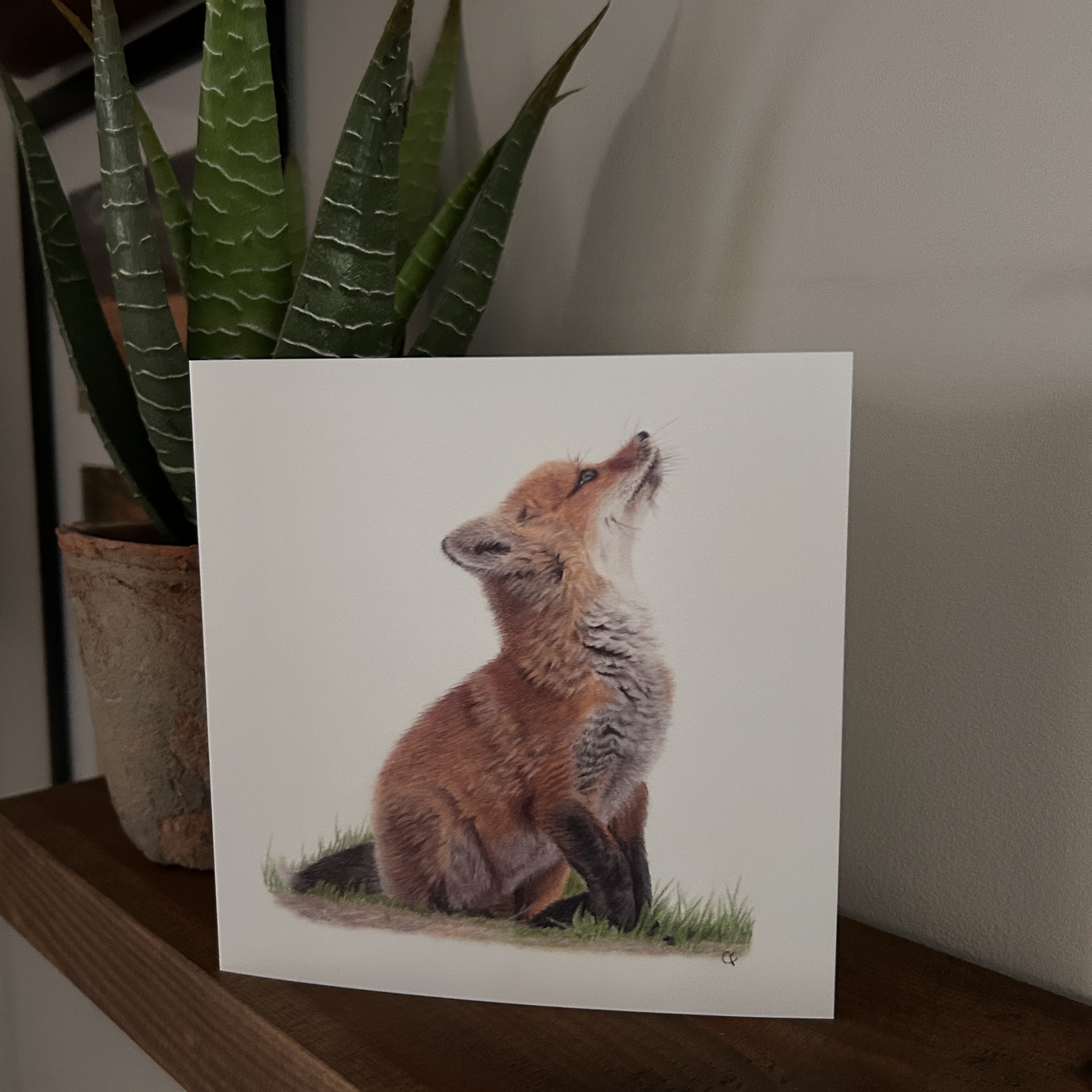 Fluffy Fox Cub