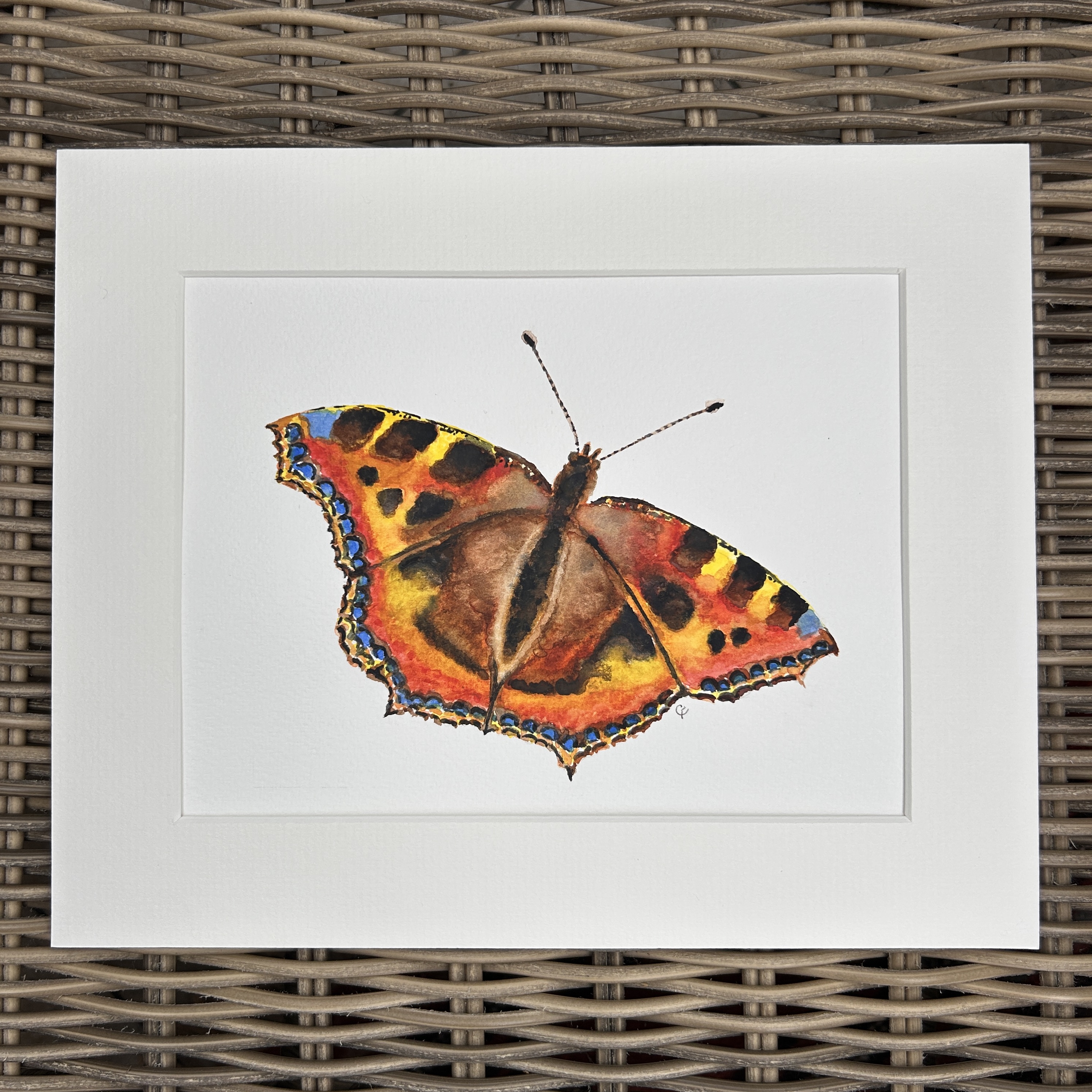 Tortoiseshell Butterfly