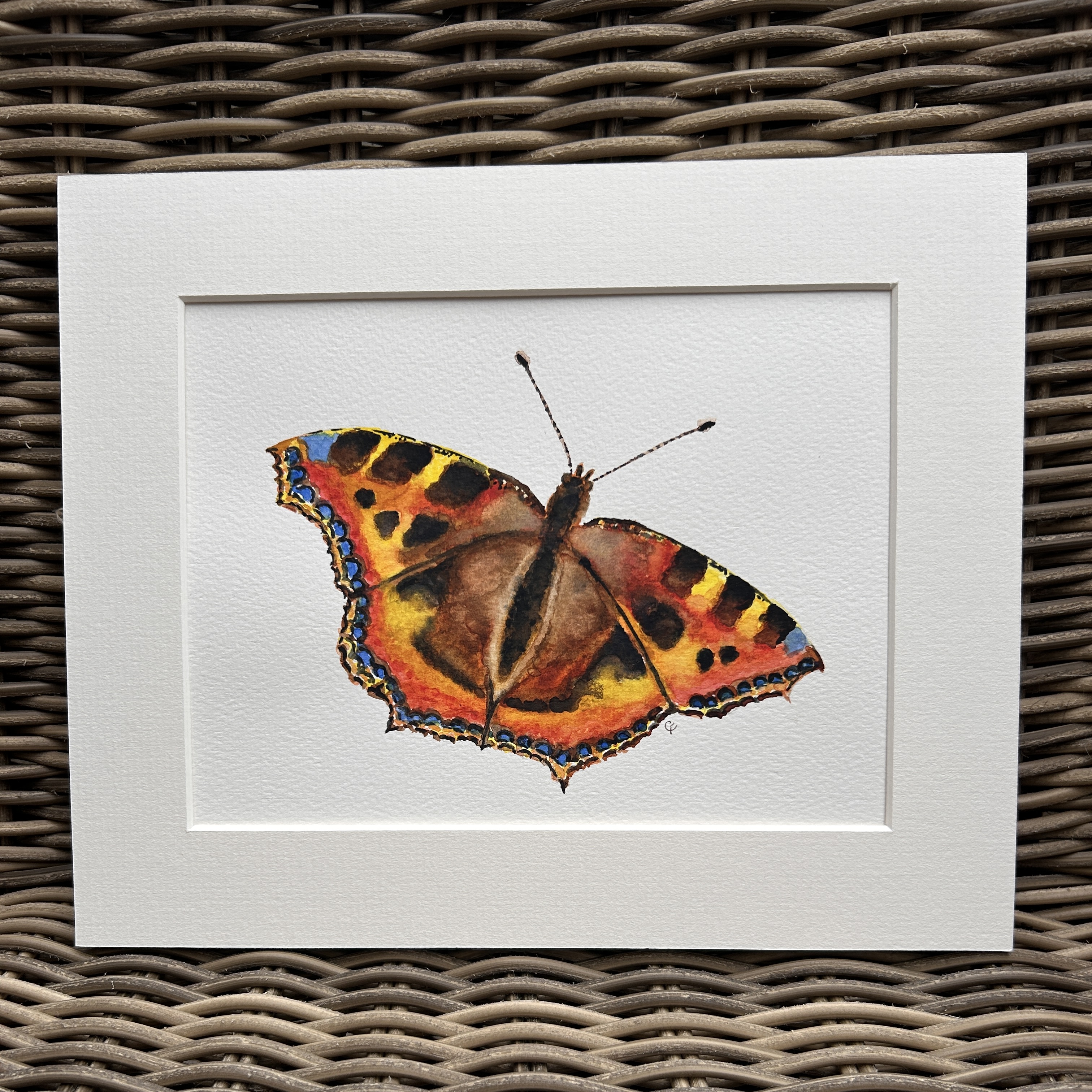 Tortoiseshell Butterfly