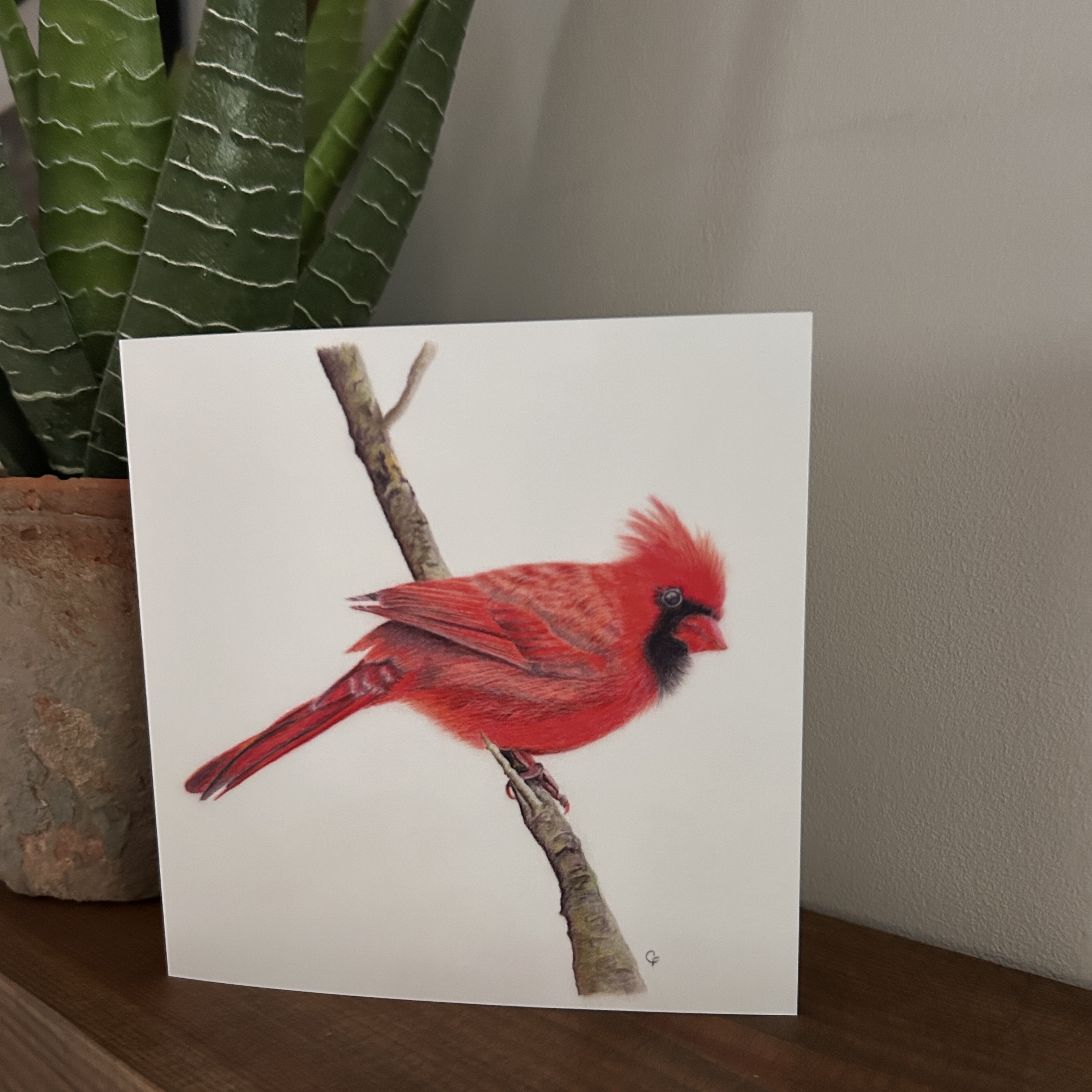  Red Cardinal