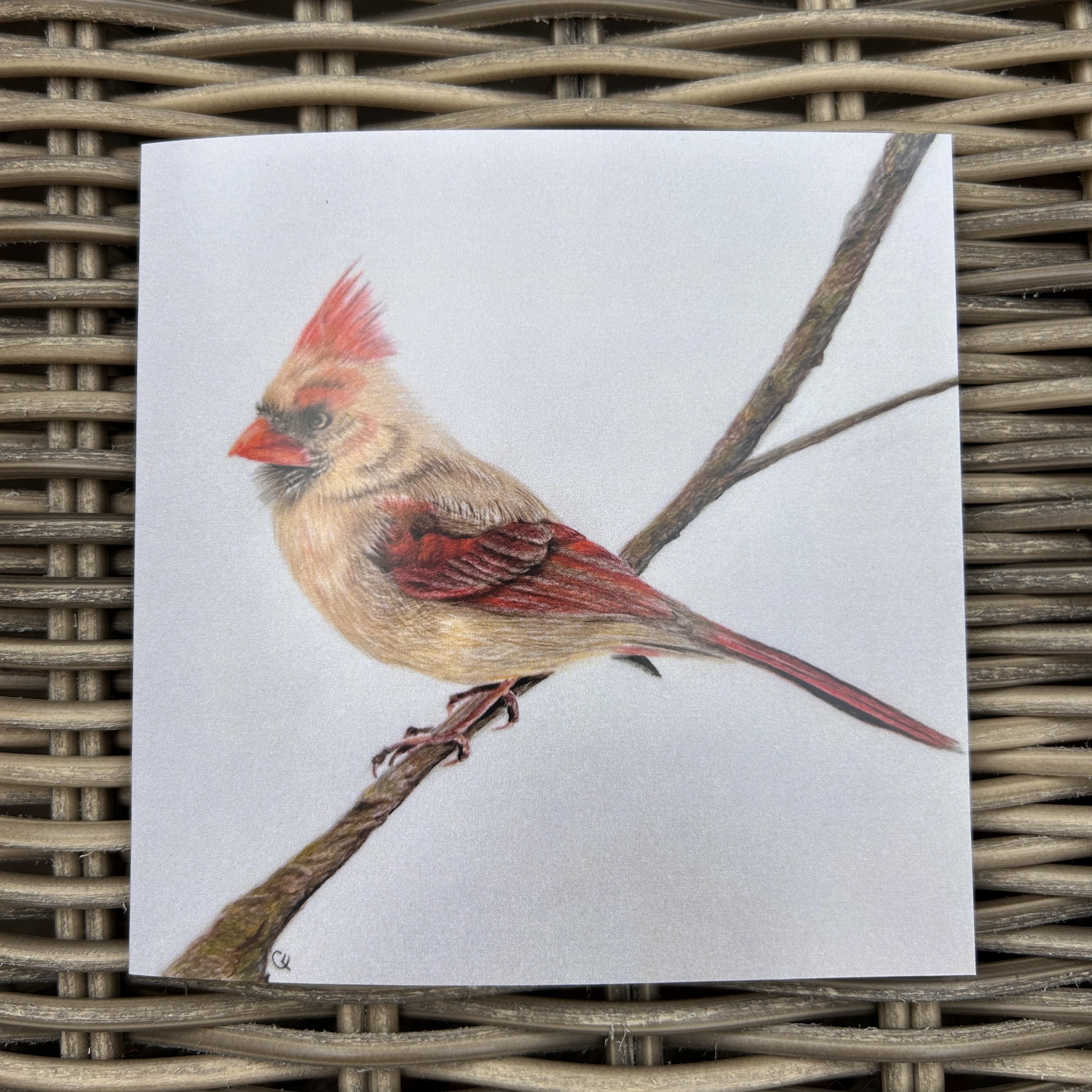Female Red Cardinal