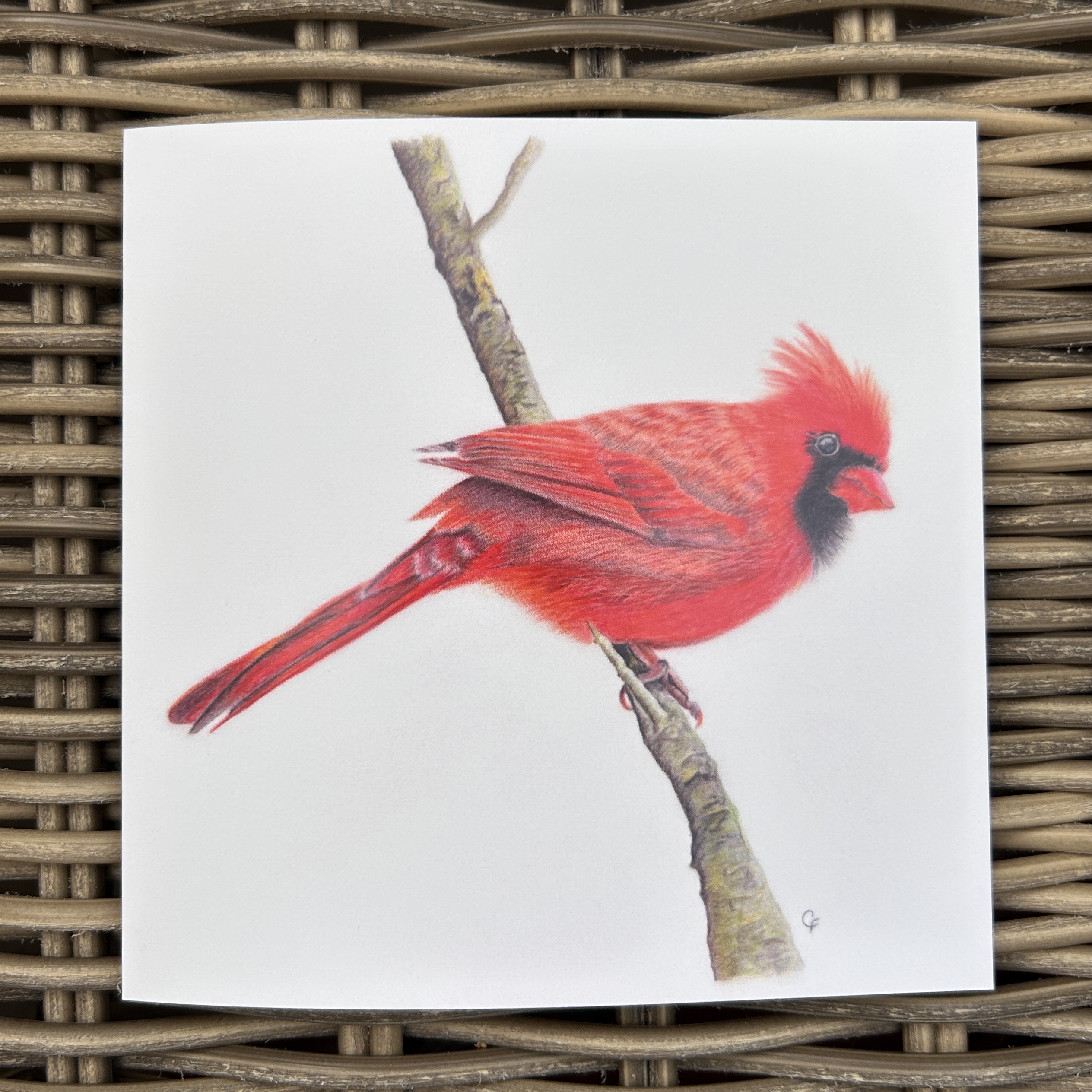 Red Cardinal