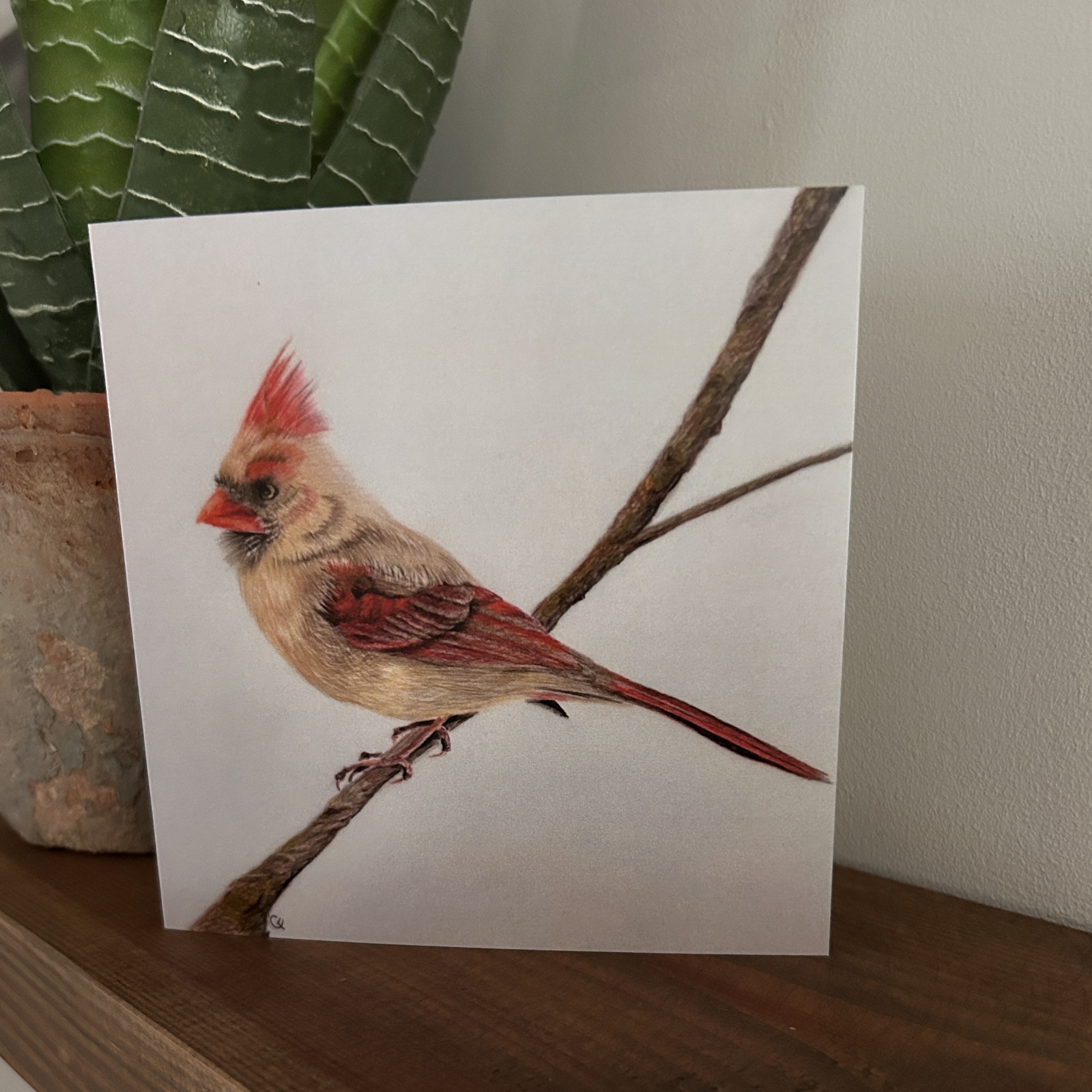 Female Red Cardinal