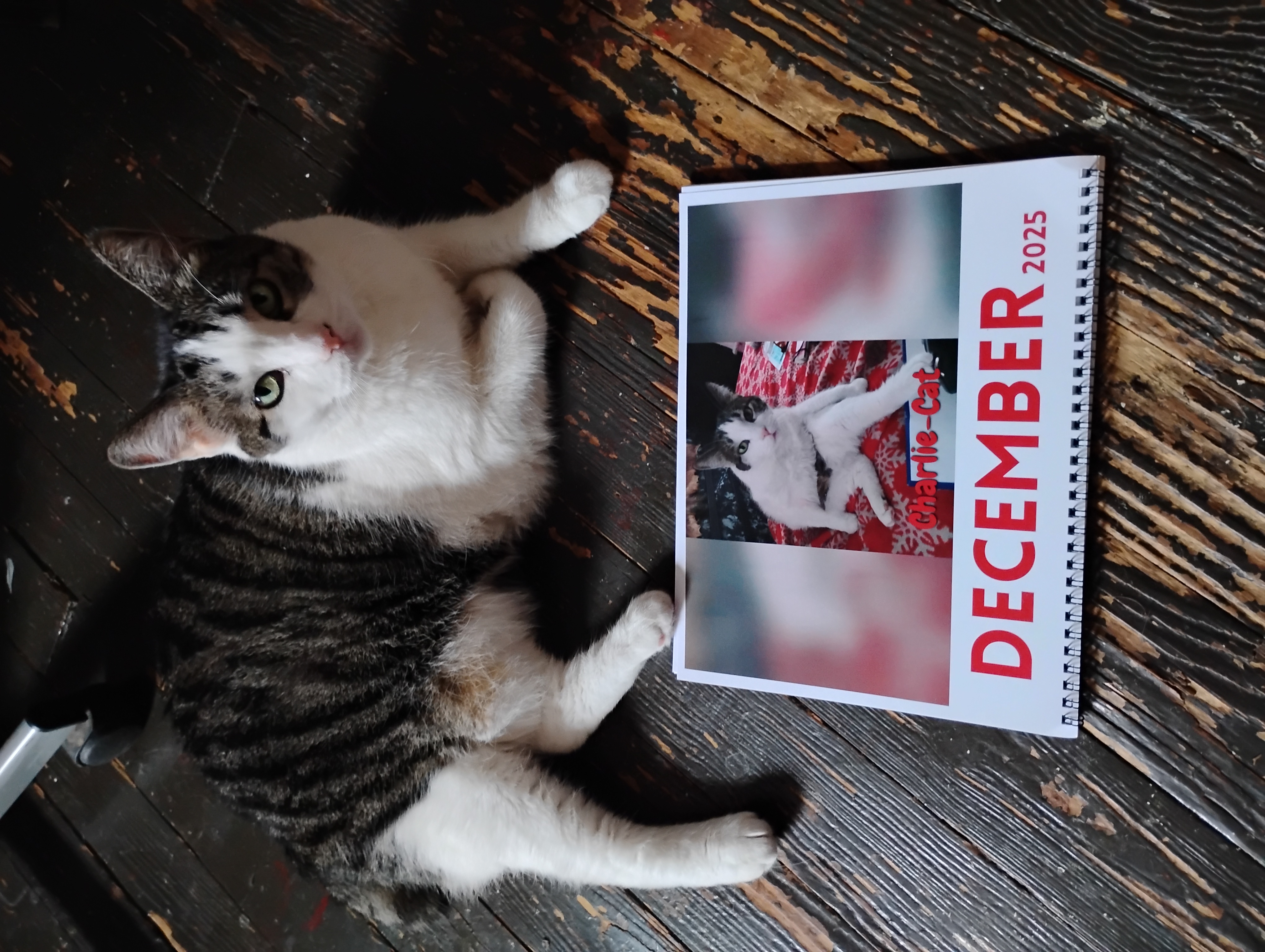 Calendar Featuring Charlie-Cat (September 2025 till August 2026) $10, cheap!