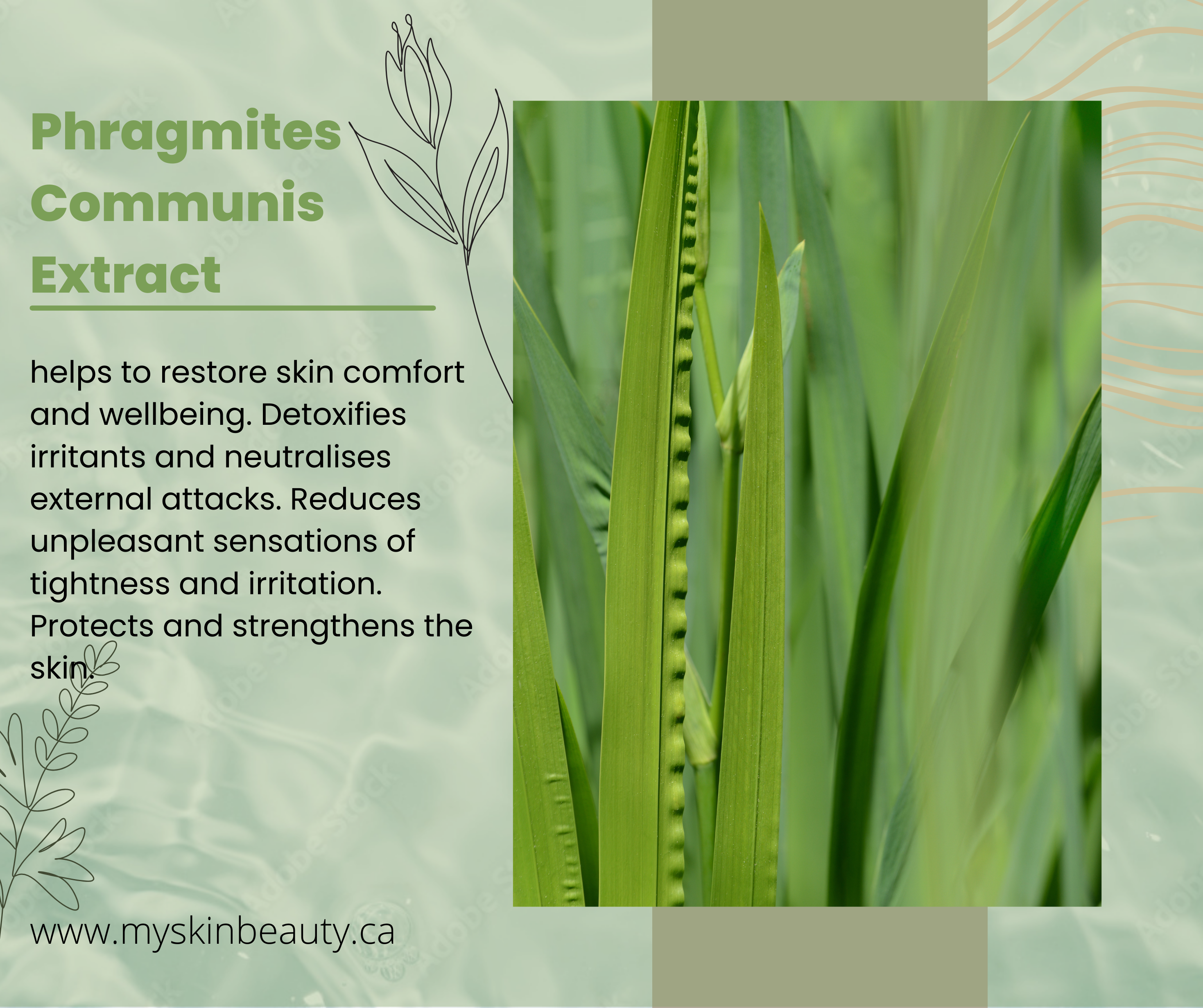 My Skin Beauty - Ultra Moisturizing Mask (Pack of 5)