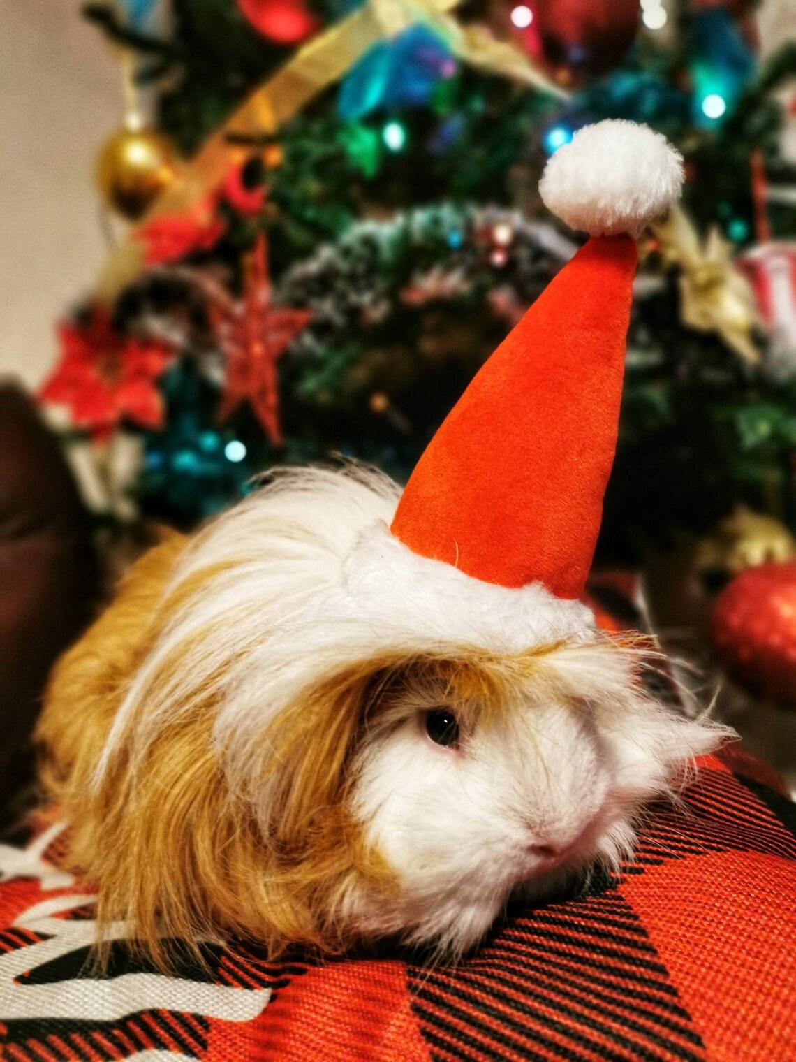 Christmas Small Animal Hat