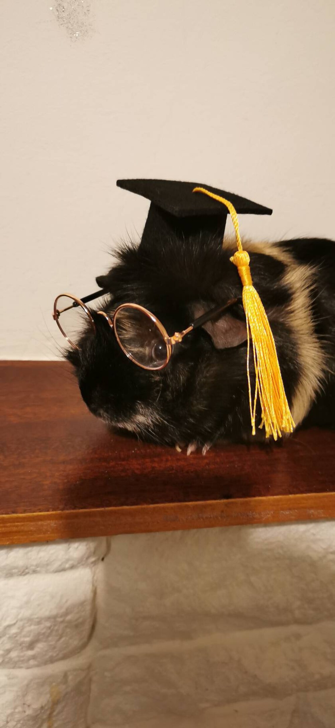 Graduation Small Animal Costume