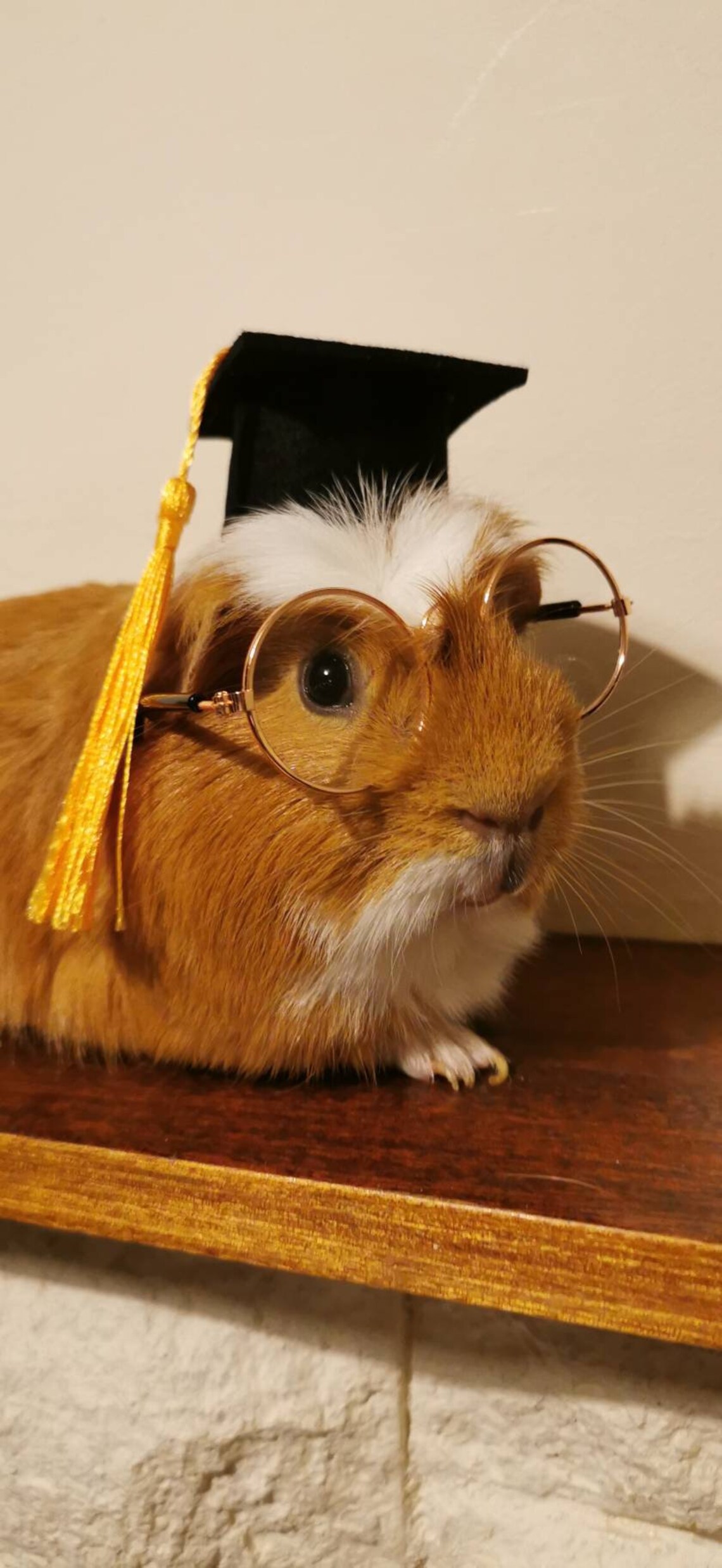 Graduation Small Animal Costume