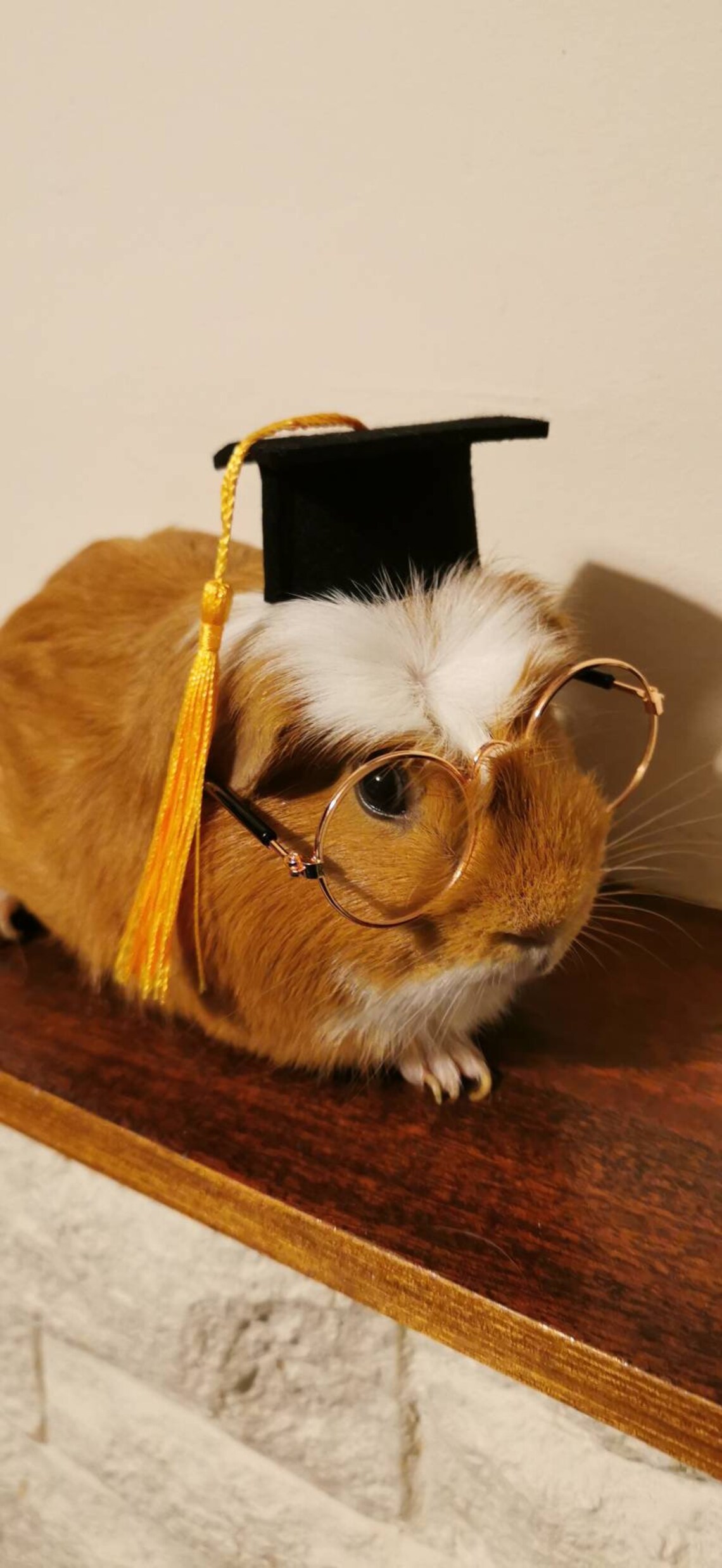 Graduation Small Animal Costume