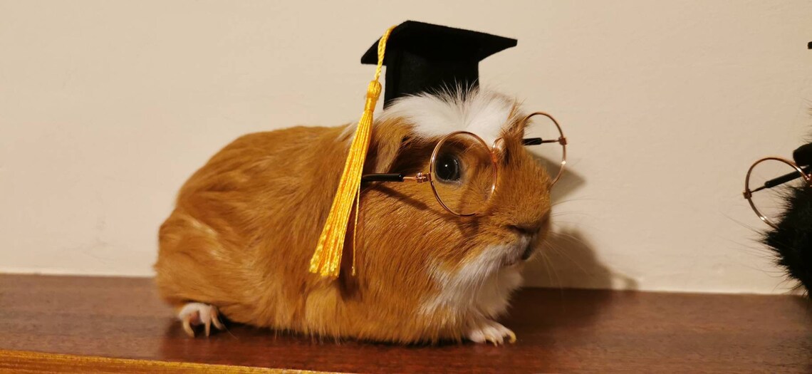 Graduation Small Animal Costume