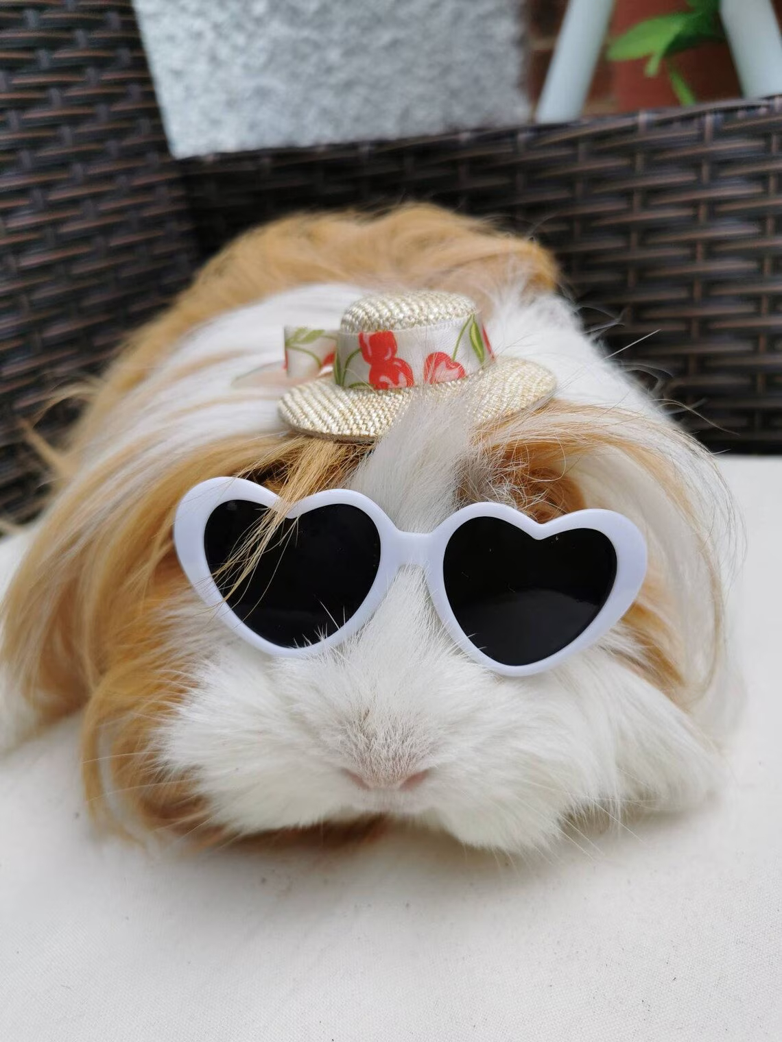 Pet Heart Sunglasses 
