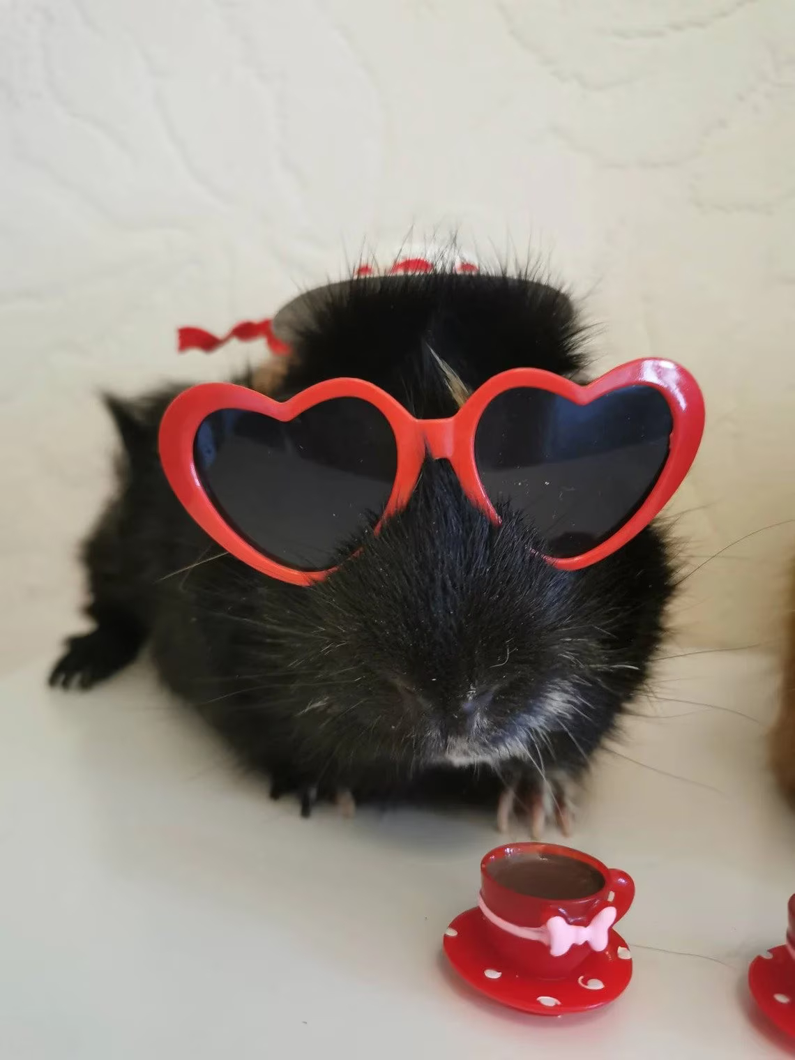 Pet Heart Sunglasses 