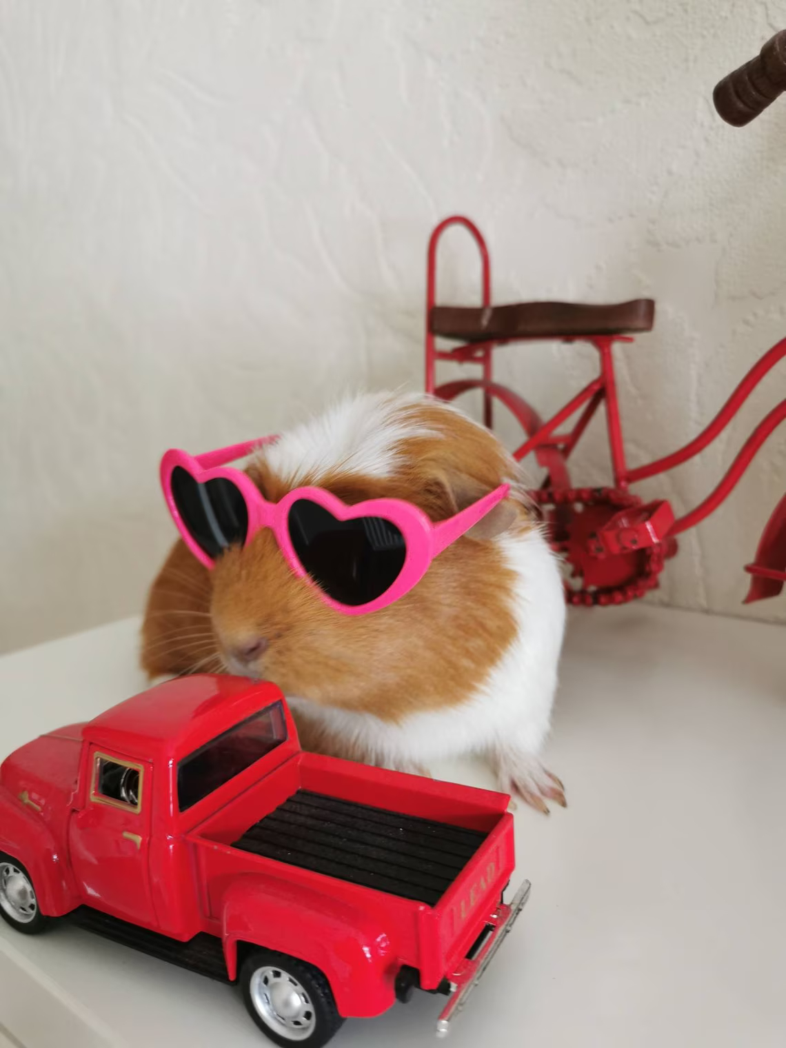 Pet Heart Sunglasses 