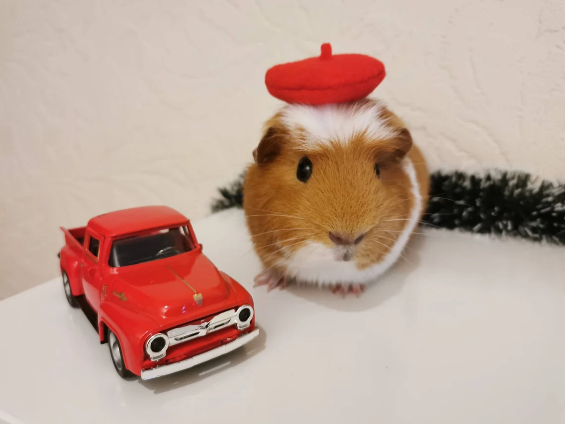 Guinea Pig Fancy Beret