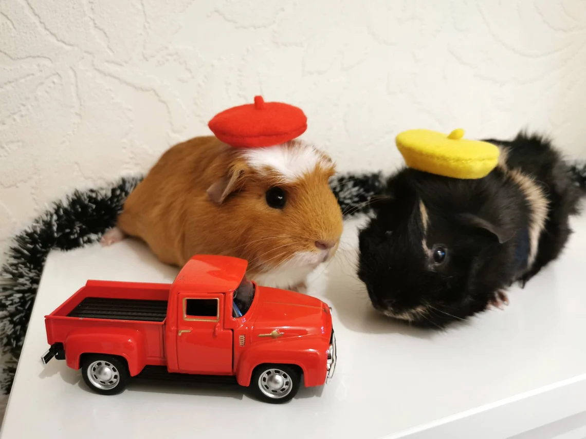 Guinea Pig Fancy Beret