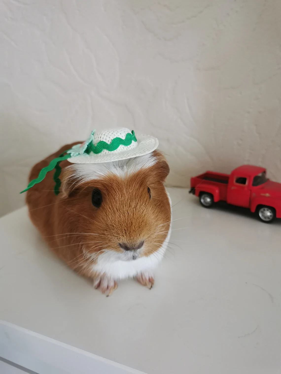 Guinea Pig Cute Summer Hat