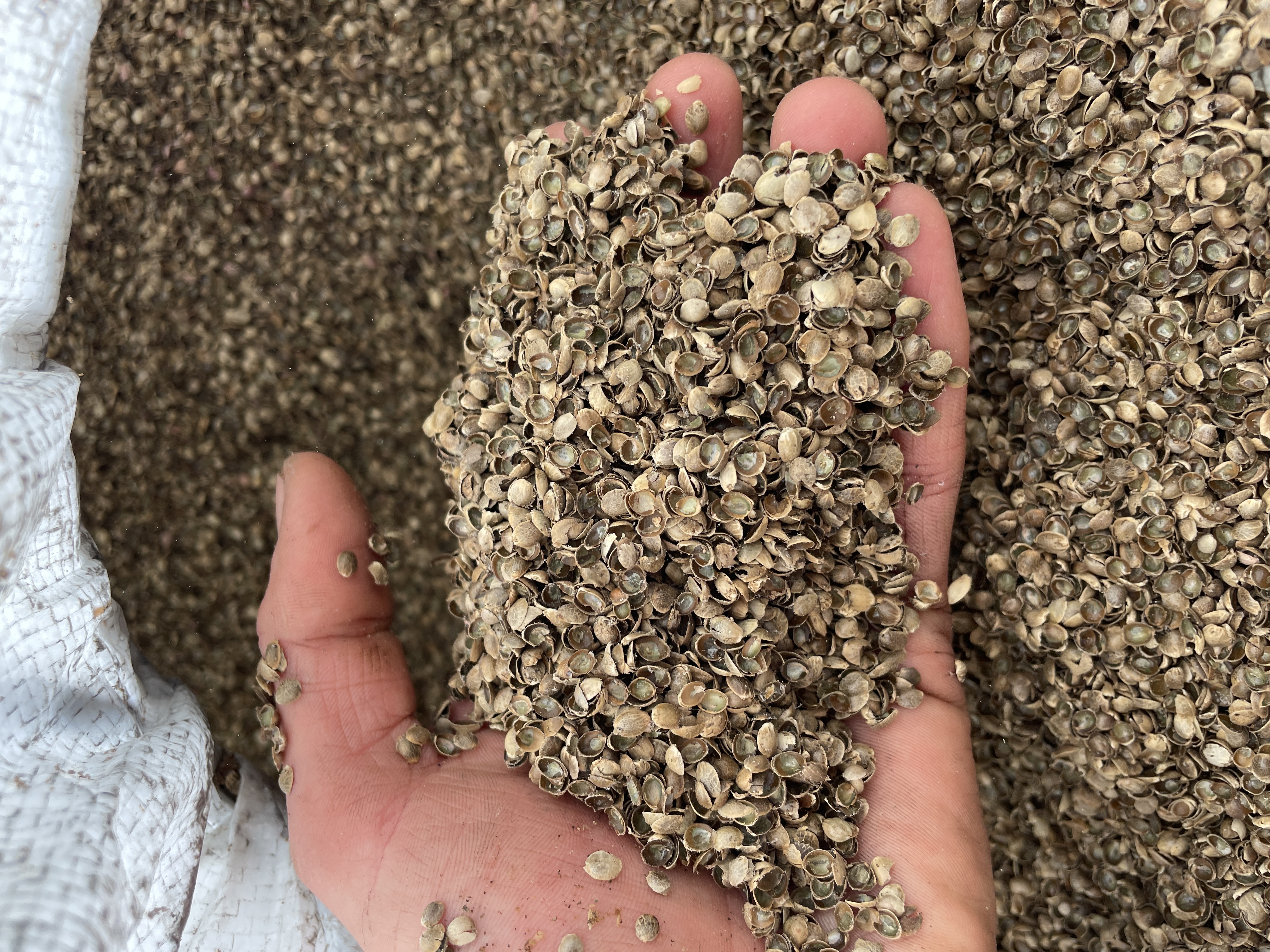 Cosses de chanvre AB