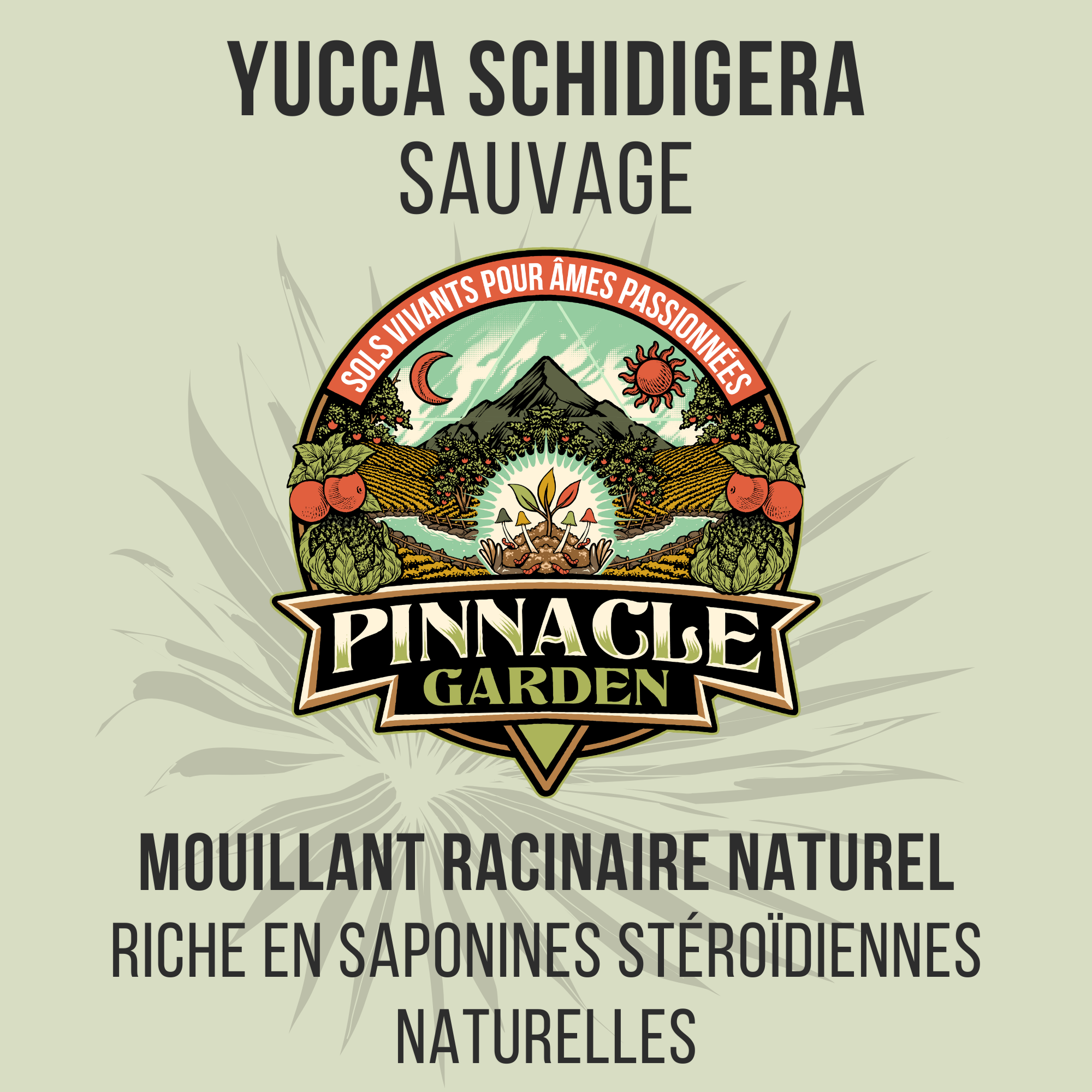 Yucca Schidigera en poudre