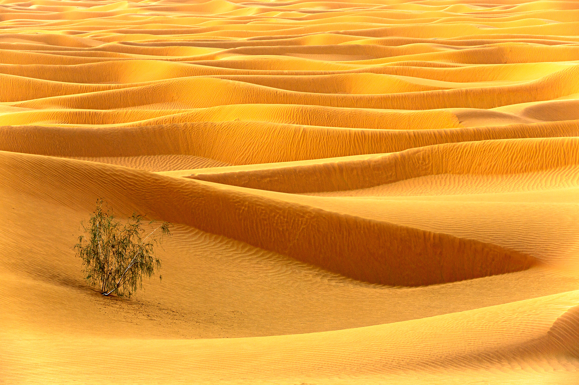 arabian dunes - 20223012